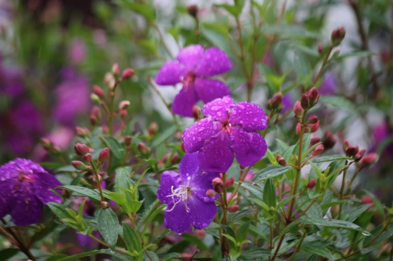 Garden in Cleveland Resorts Kanthalloor