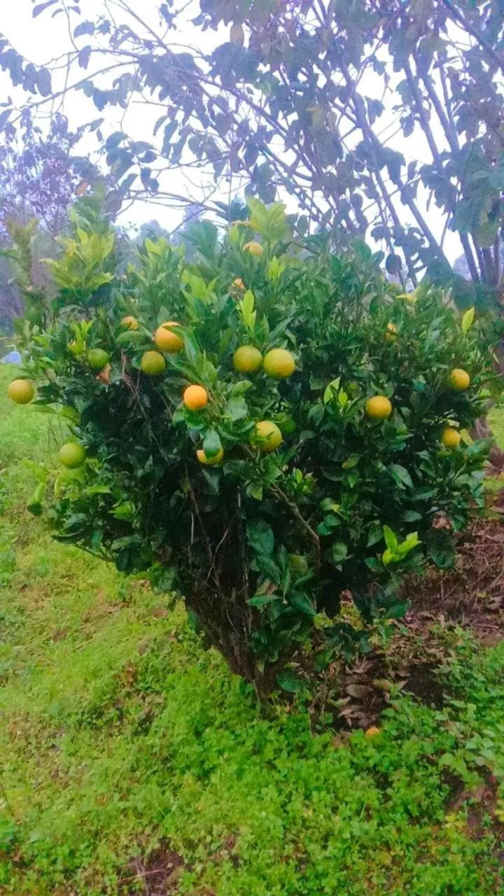 Garden in Cleveland Resorts Kanthalloor