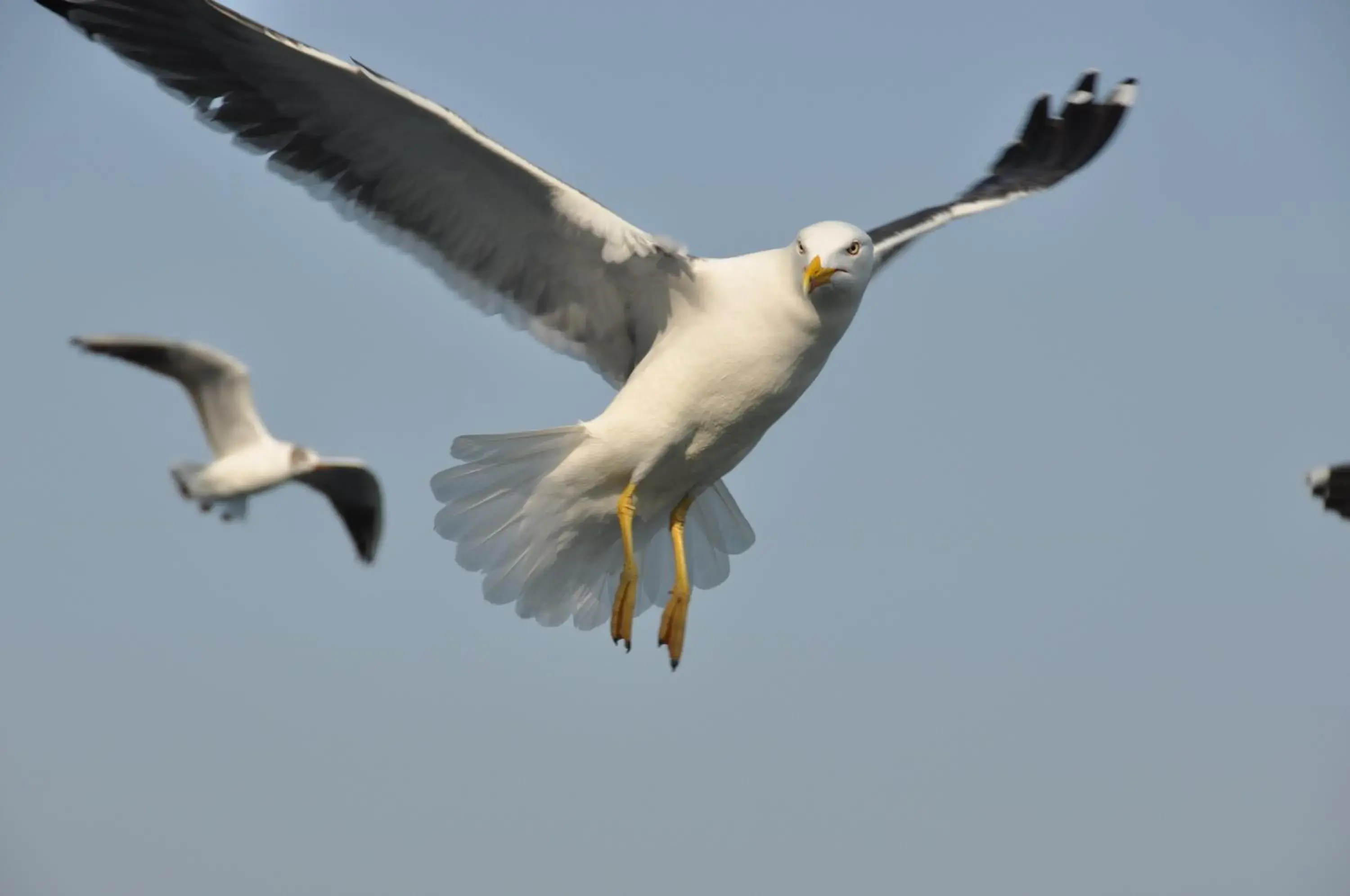 Animals in Fletcher Hotel - Restaurant de Cooghen Animals in Fletcher Hotel - Restaurant de Cooghen