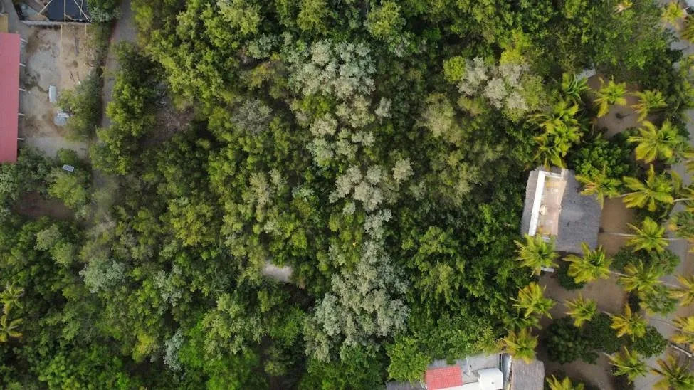 Natural landscape in Posada Corazon Mazunte