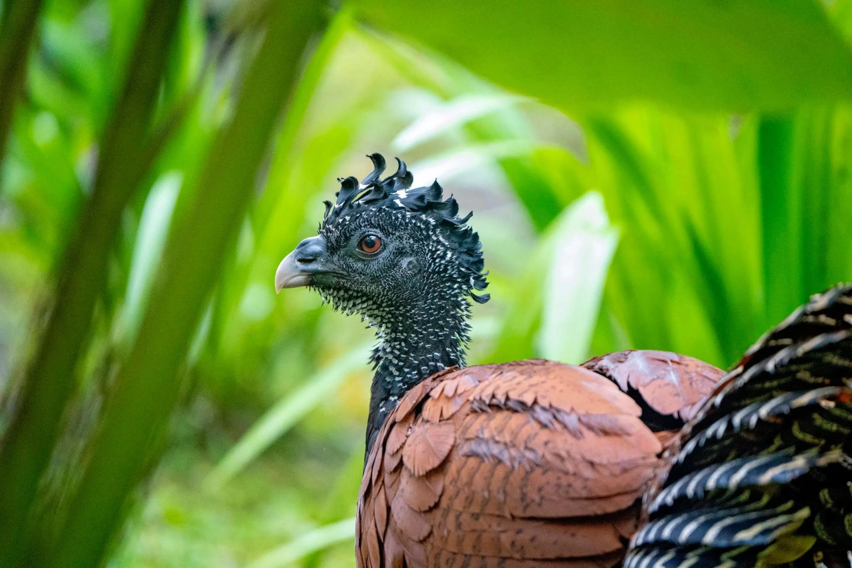 Animals in Playa Cativo Lodge