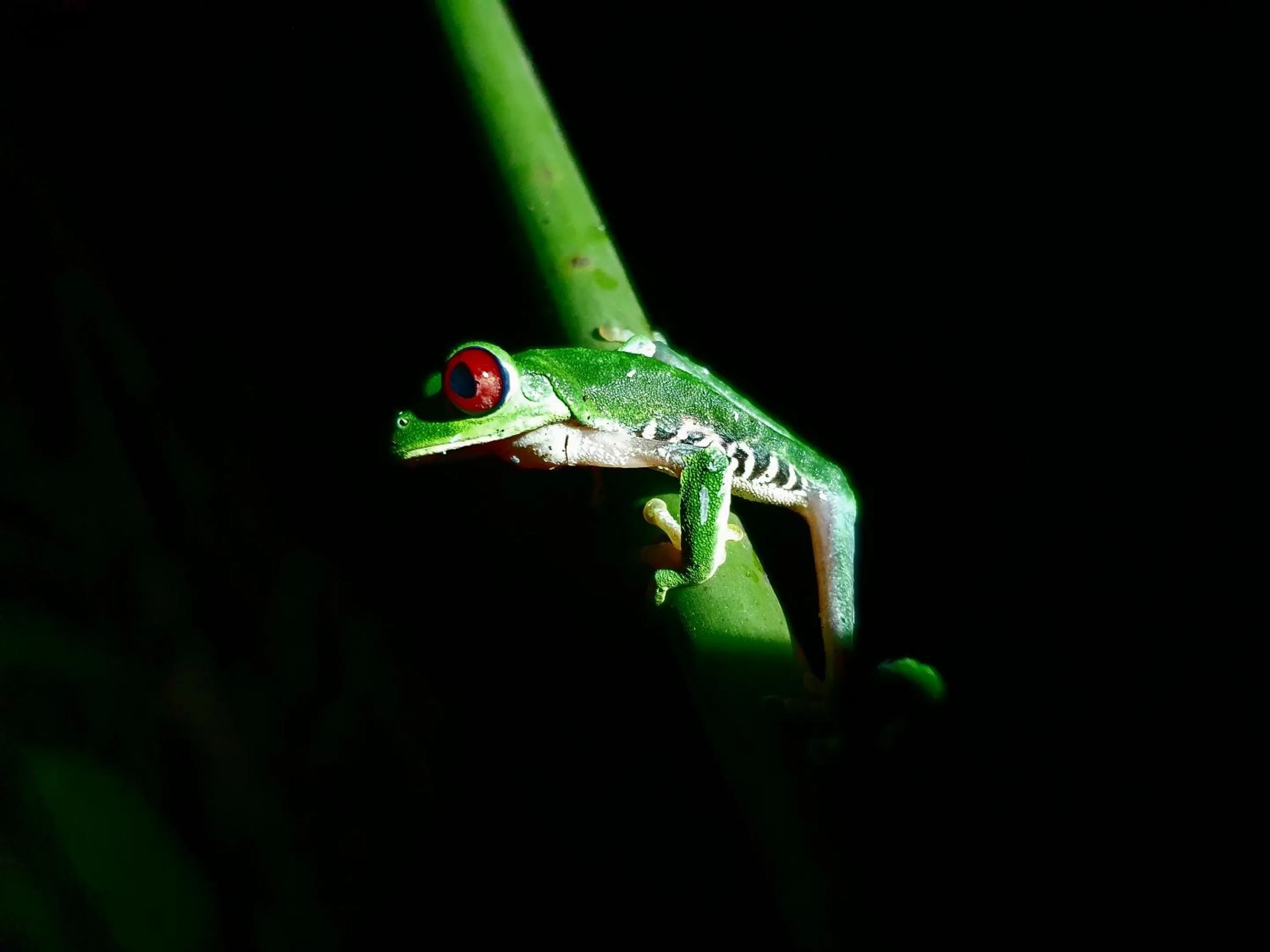 Animals in Playa Cativo Lodge