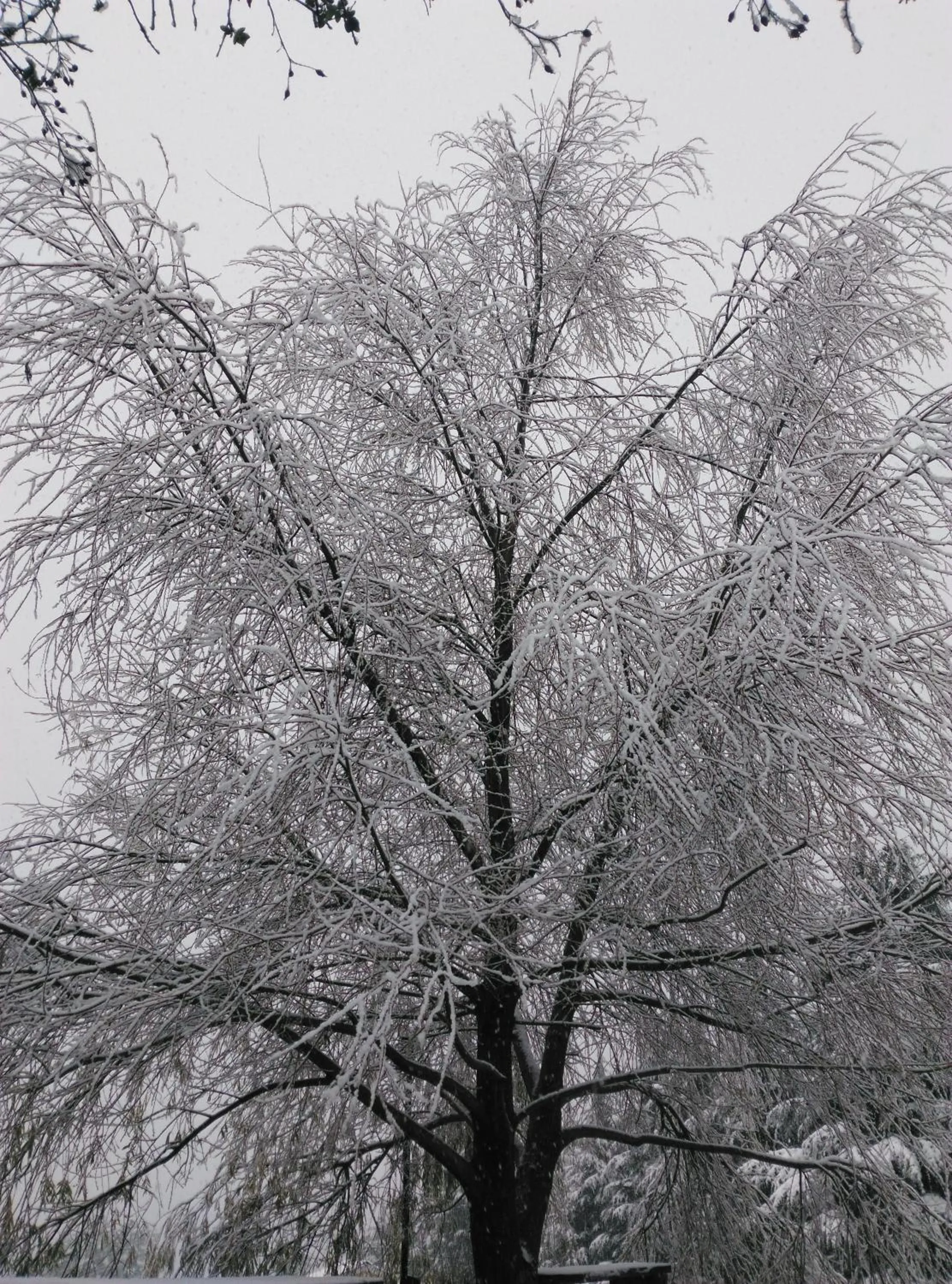 Winter in Woodsmoke Retreat