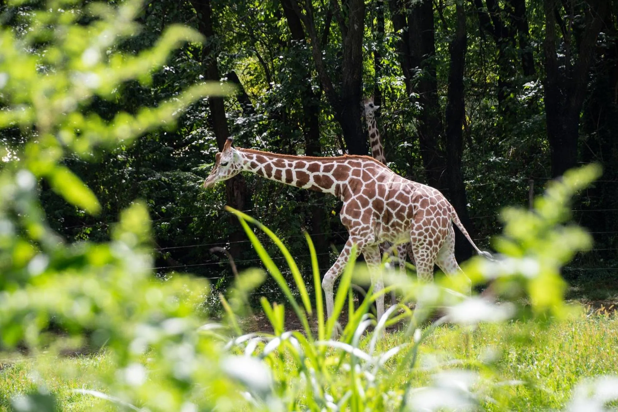 Area and facilities in Holiday Inn Express & Suites Bronx - Zoo Area by IHG