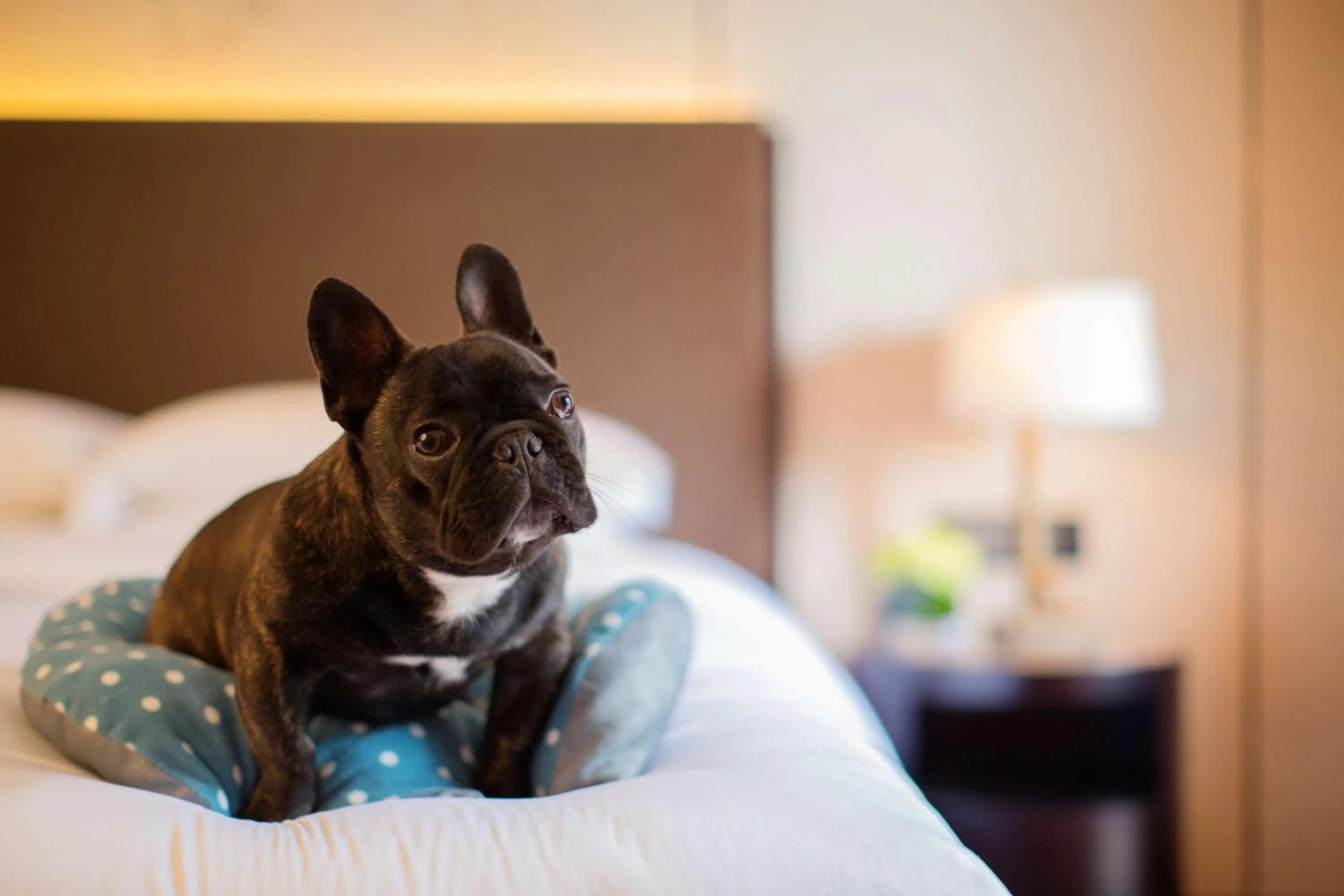 Photo of the whole room, Bed in Hyatt Regency Chongming