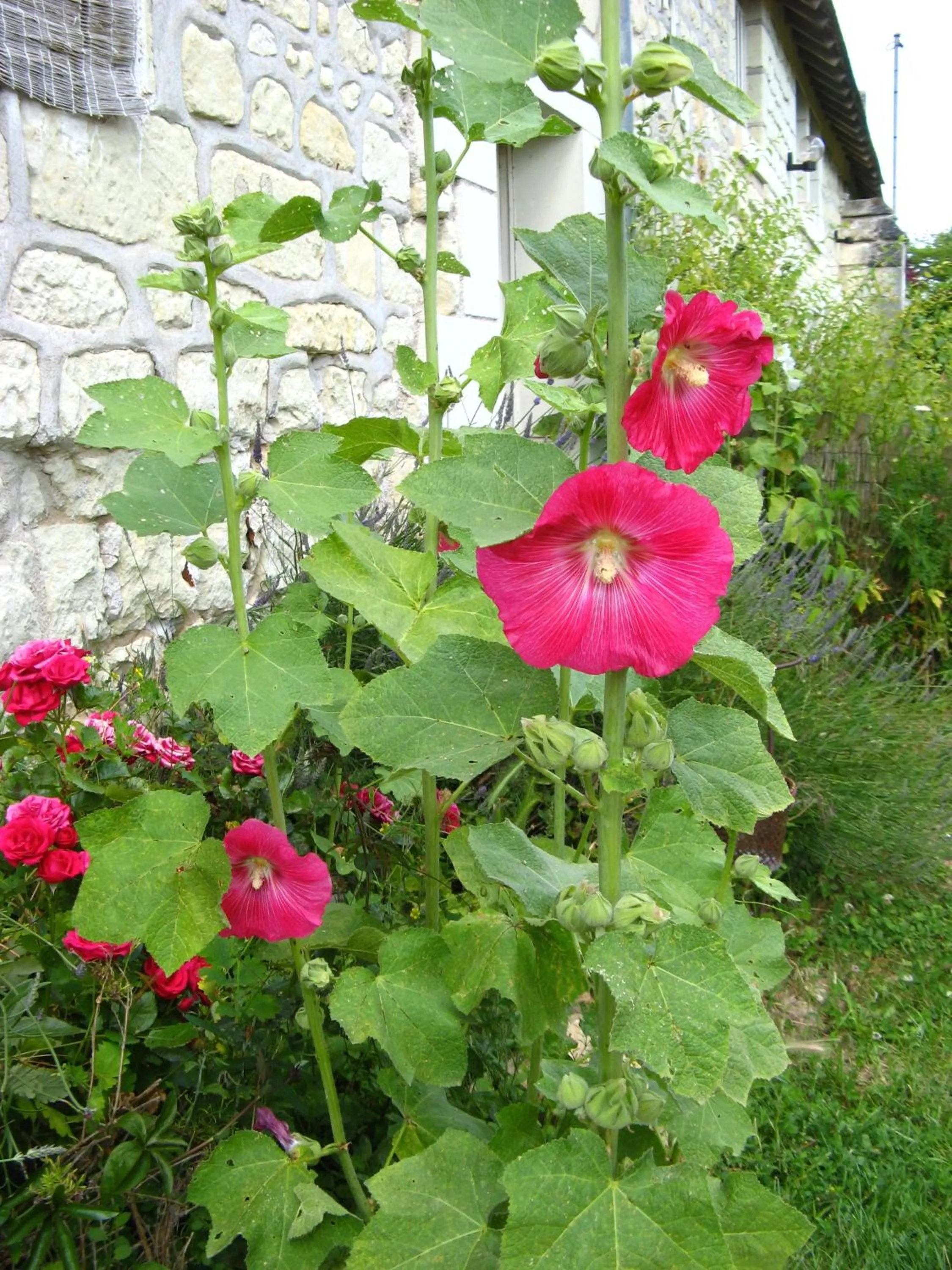 Summer in La Balastière