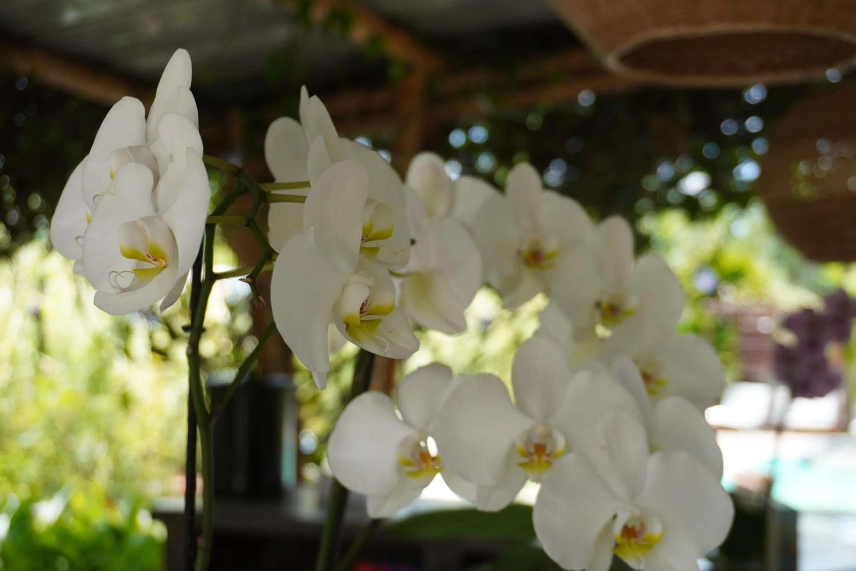 Garden in Cannatel Exclusive Hotel