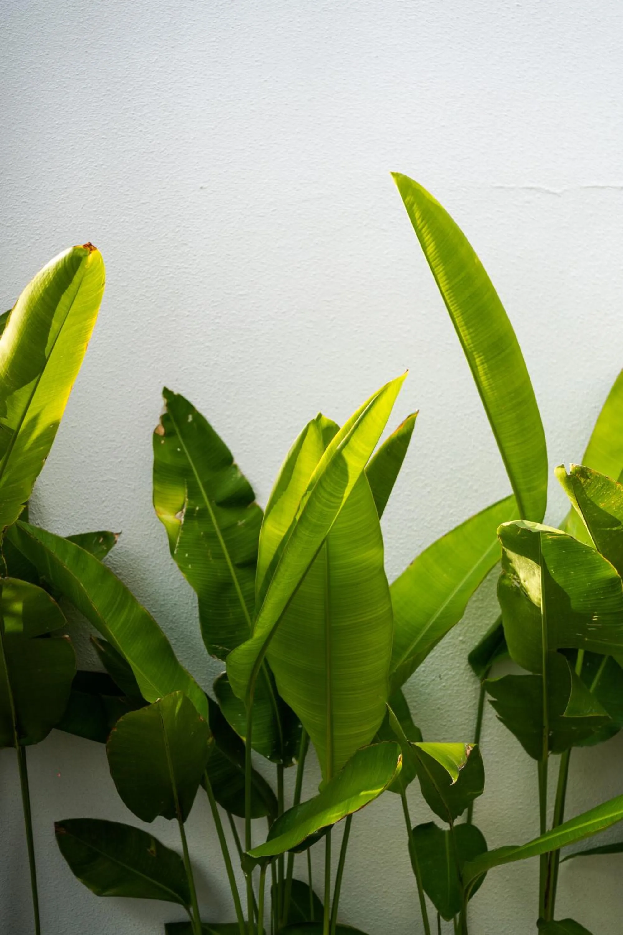 Natural landscape in J4 Villas Sanur