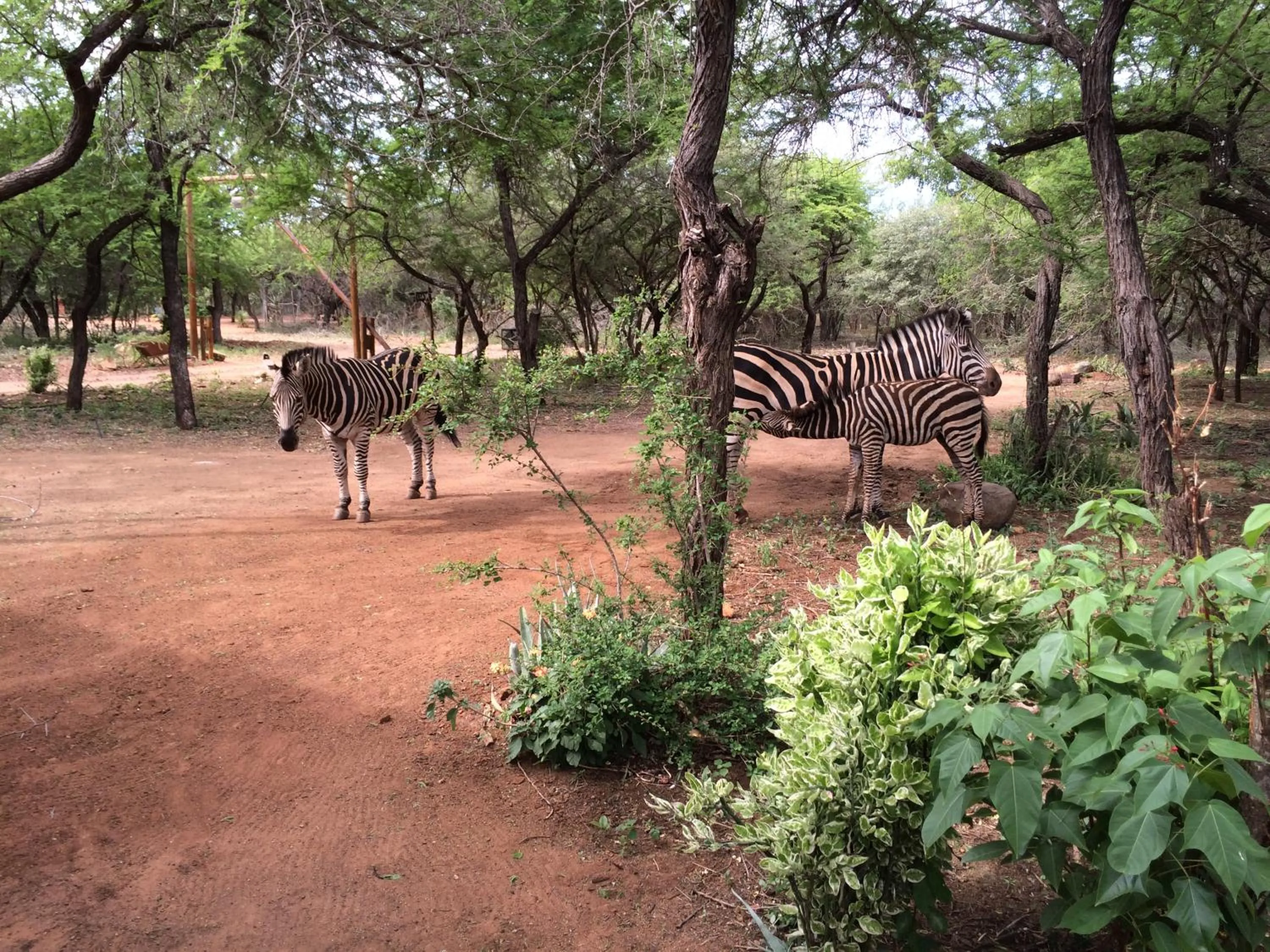 Garden in Kruger Cottage