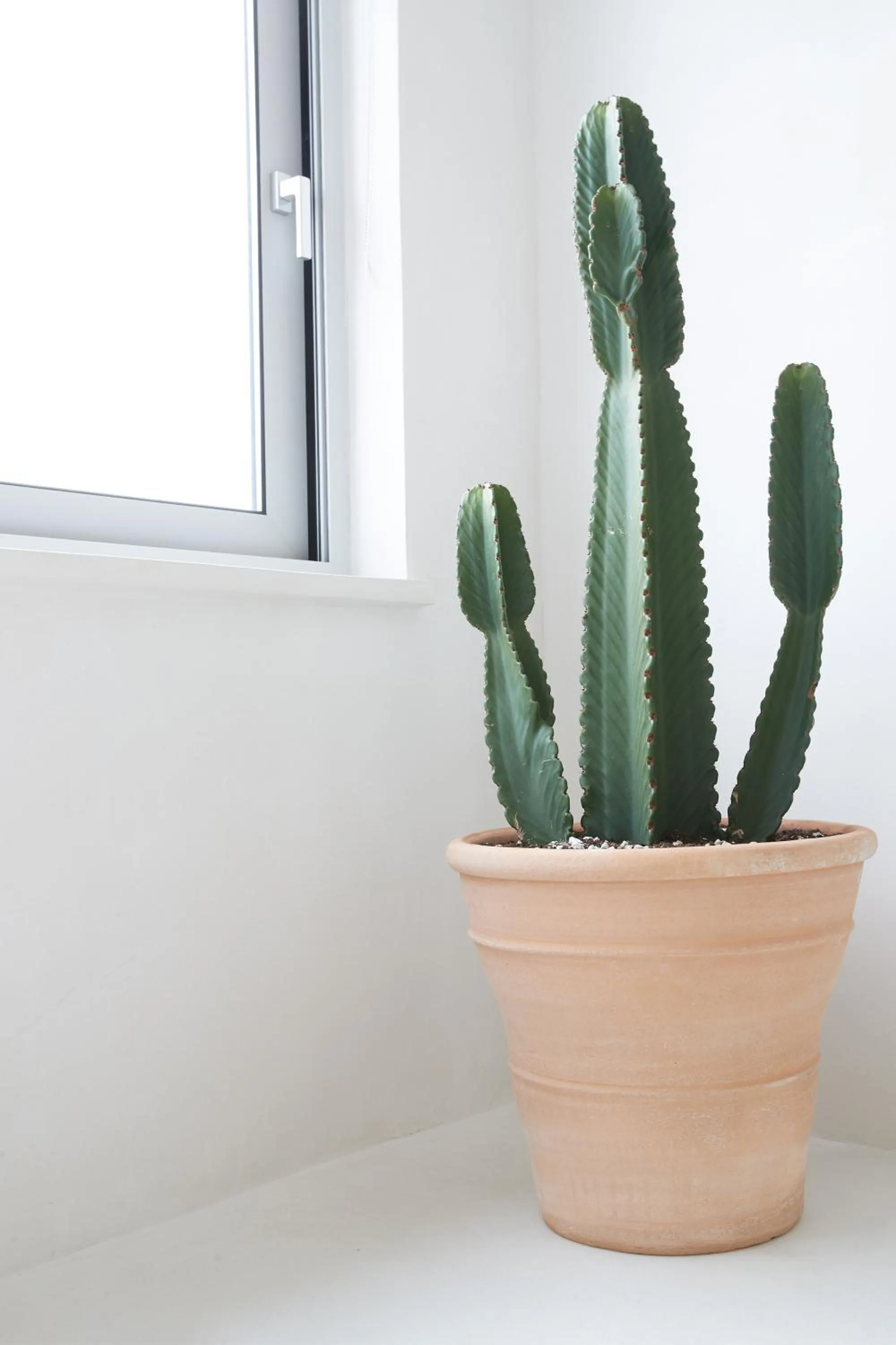 Natural landscape in Athens Penthouse