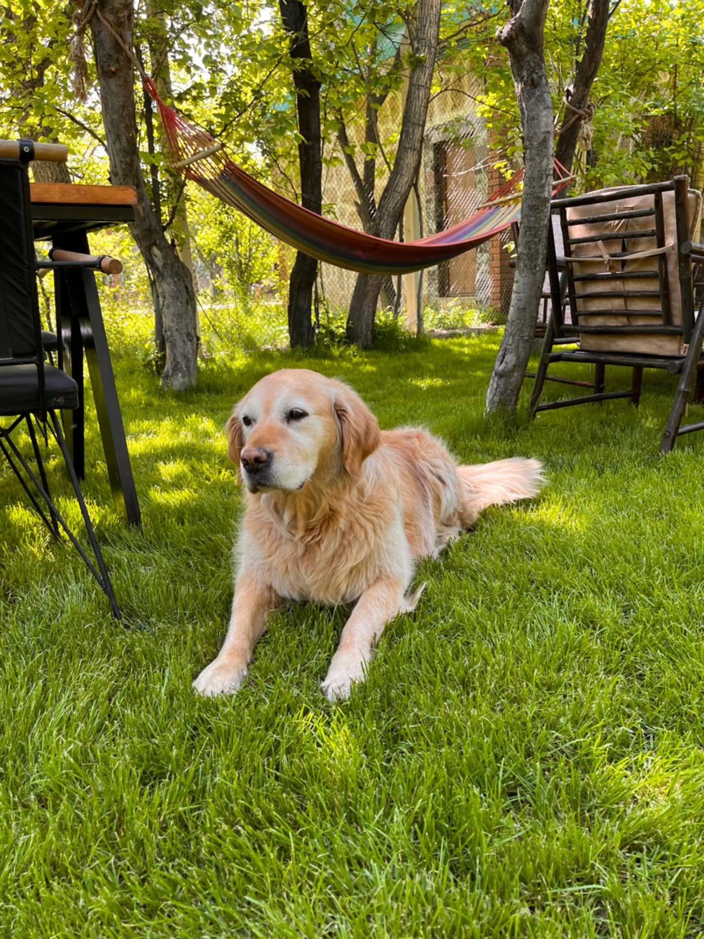 Pets in Miro Mara Boutique Hotel & Lounge Bar