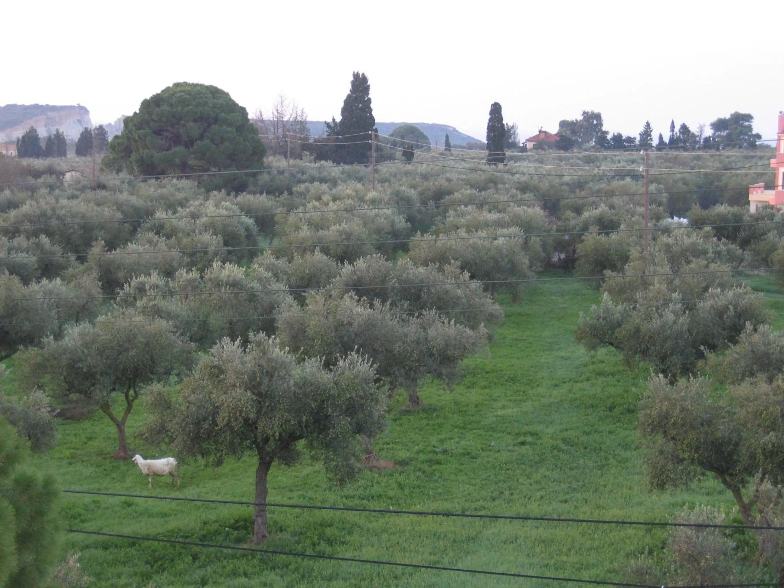 Day in Gerani