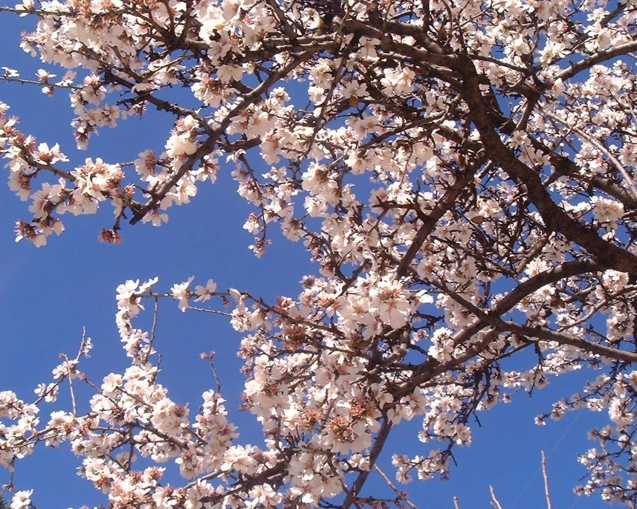 Spring in L' Arca Residence