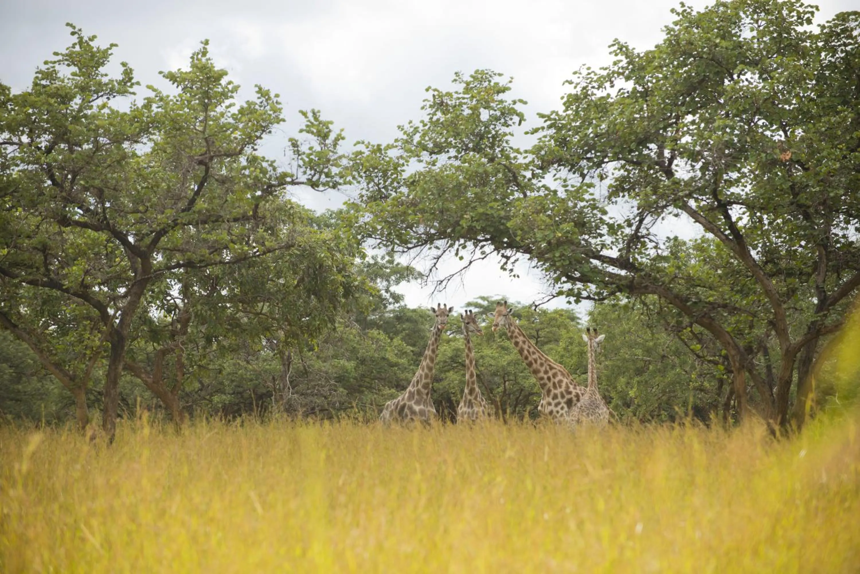 Natural landscape in Lilayi Lodge