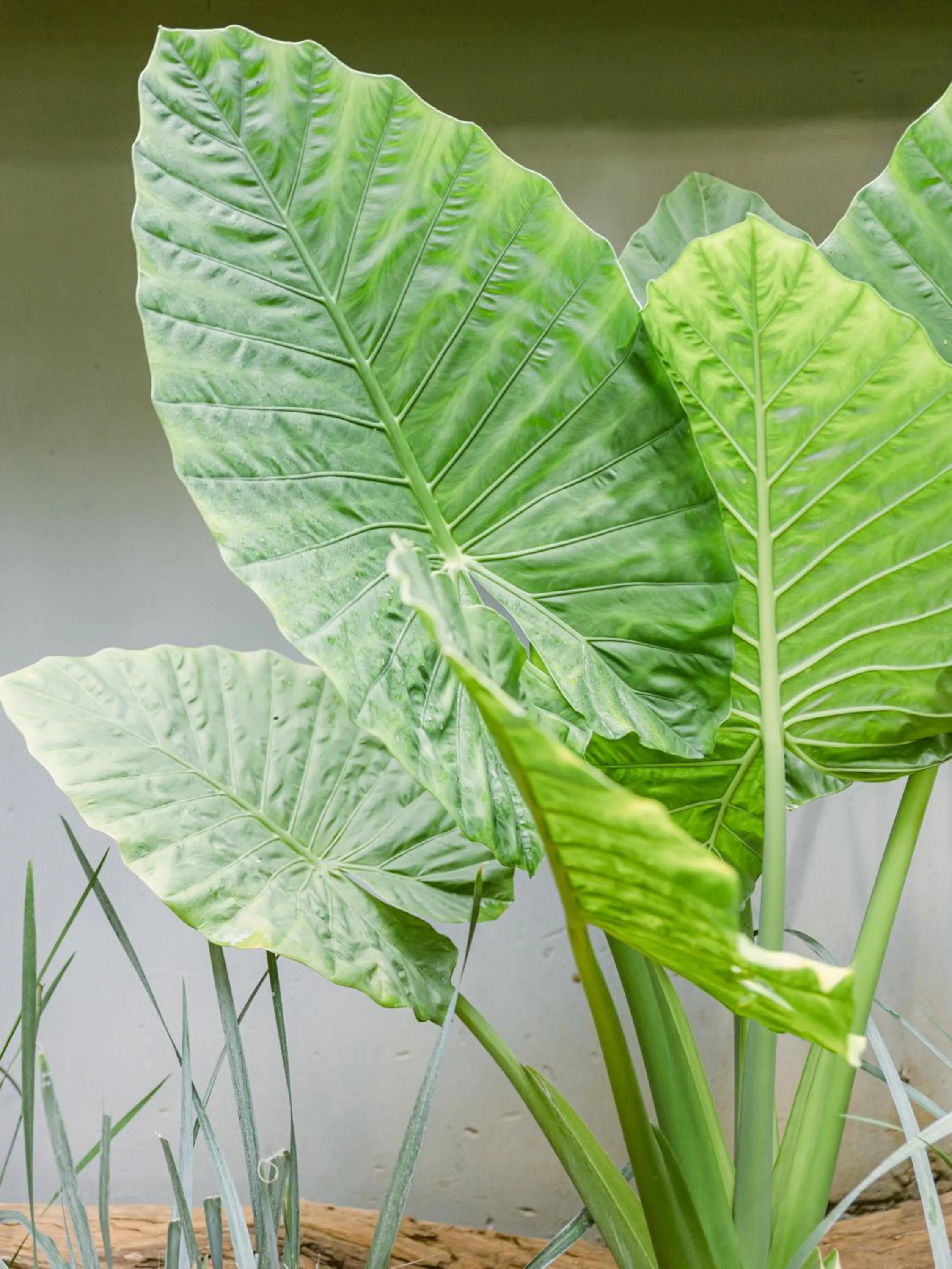 Garden in Lilayi Lodge