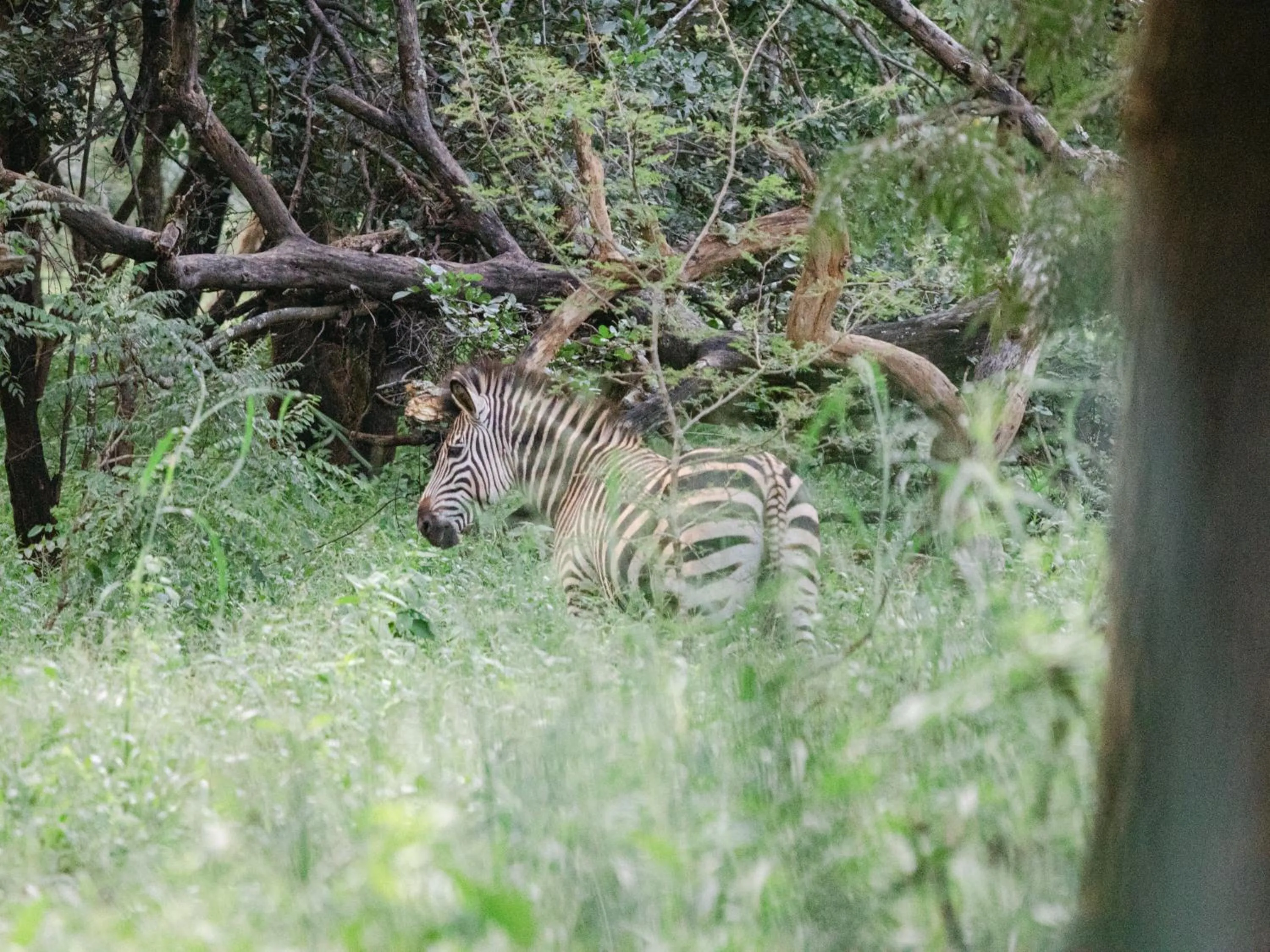 Animals in Lilayi Lodge