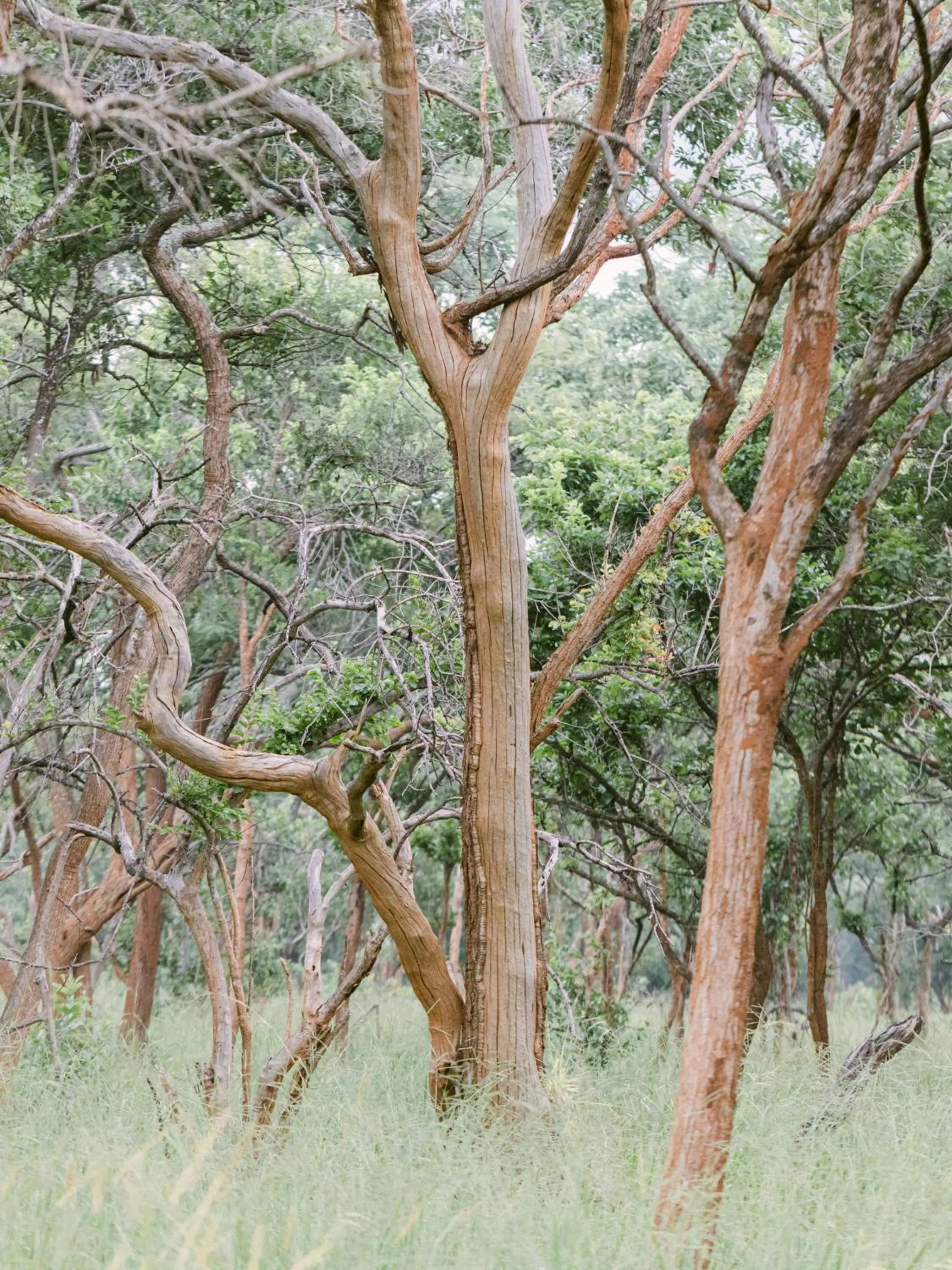 Natural landscape in Lilayi Lodge