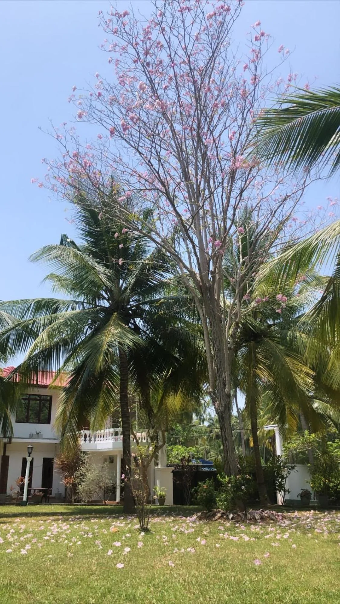 Hotel Lagoon Paradise