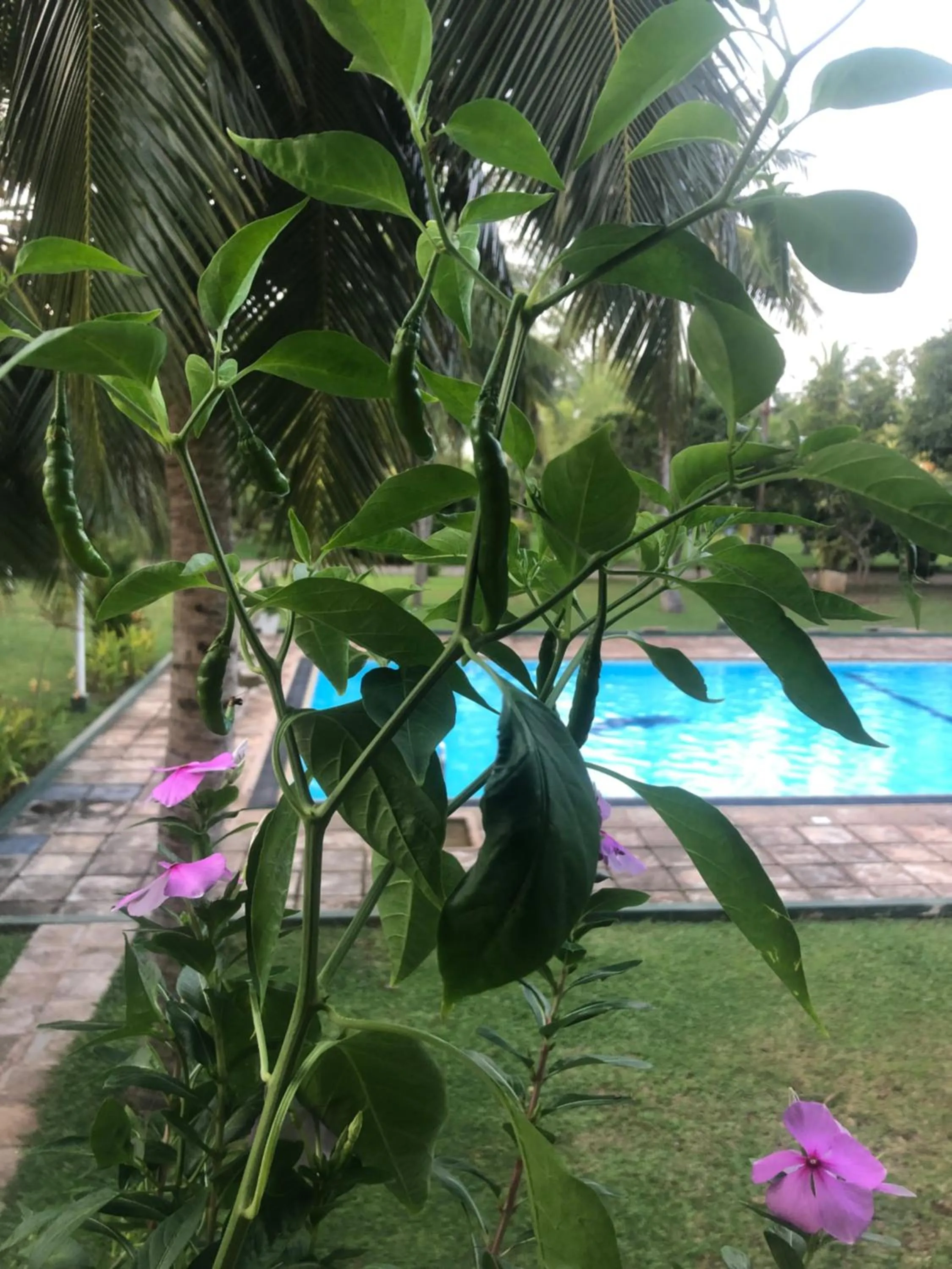 Hotel Lagoon Paradise