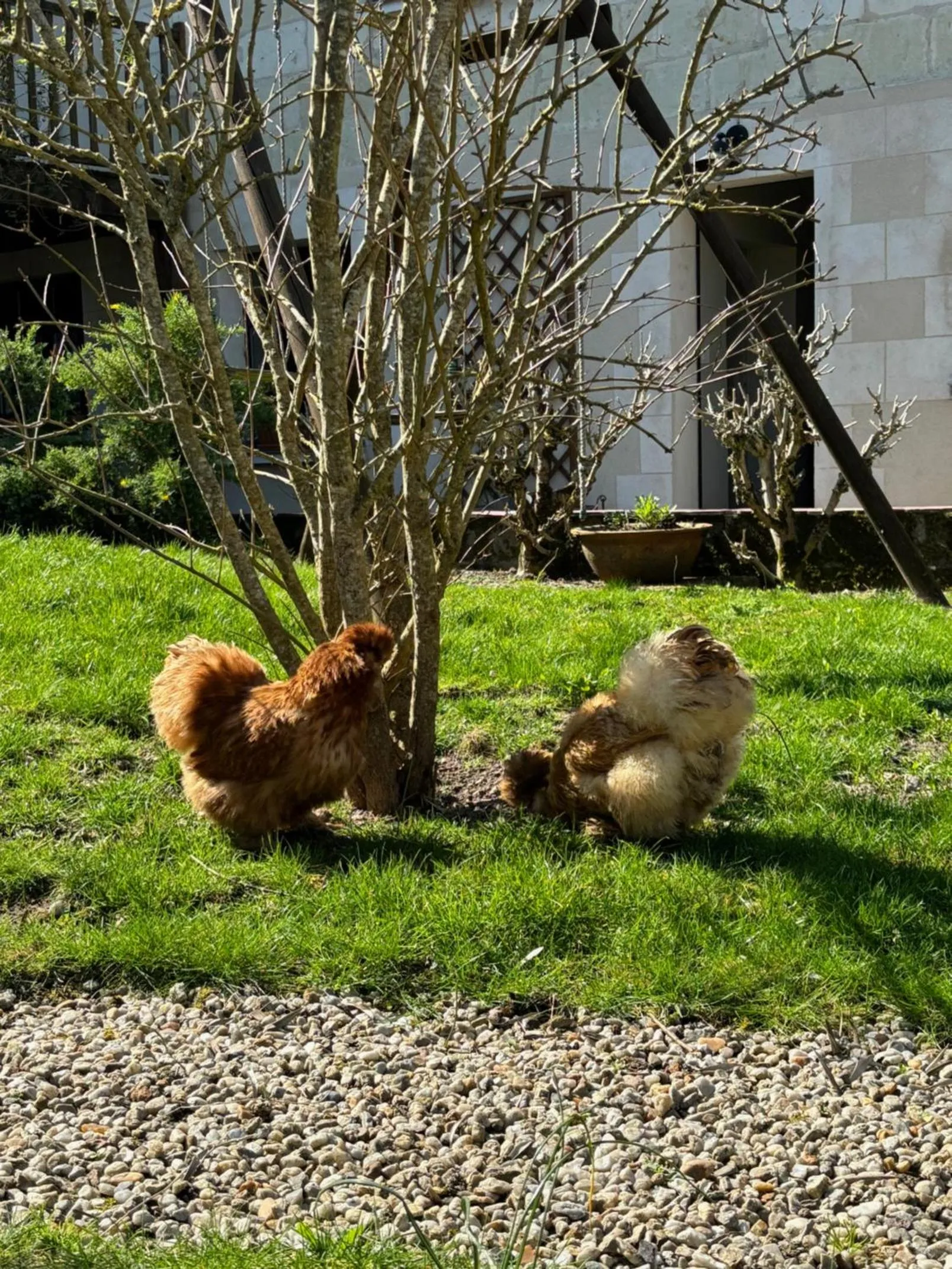 Pets in Le Petit Hureau