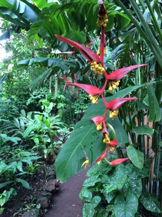Garden in Mombacho Lodge