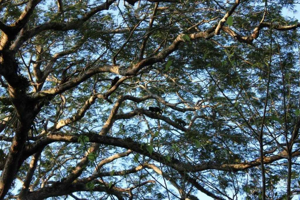 Garden view in Mombacho Lodge