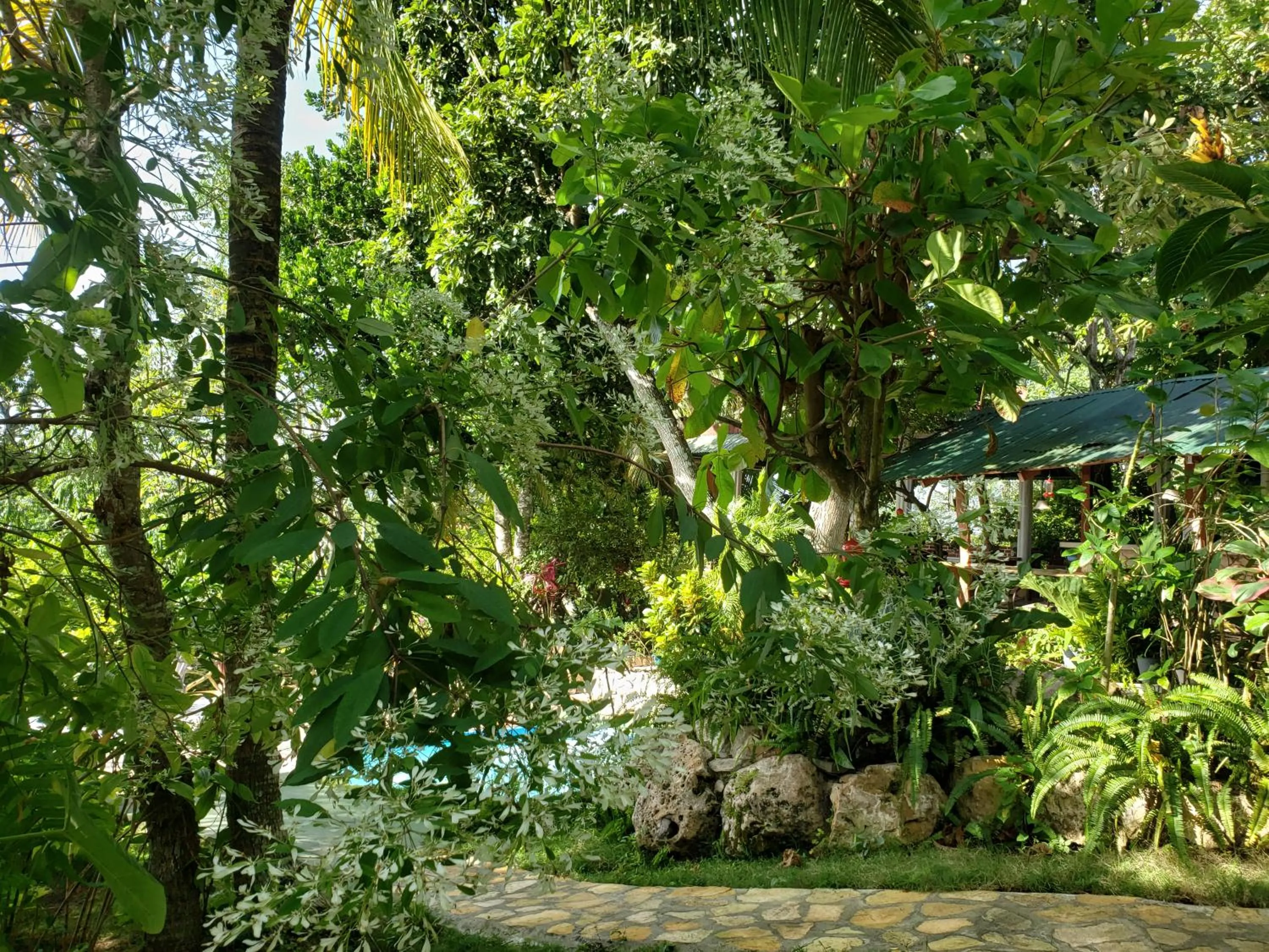 Garden in Zapote Tree Inn
