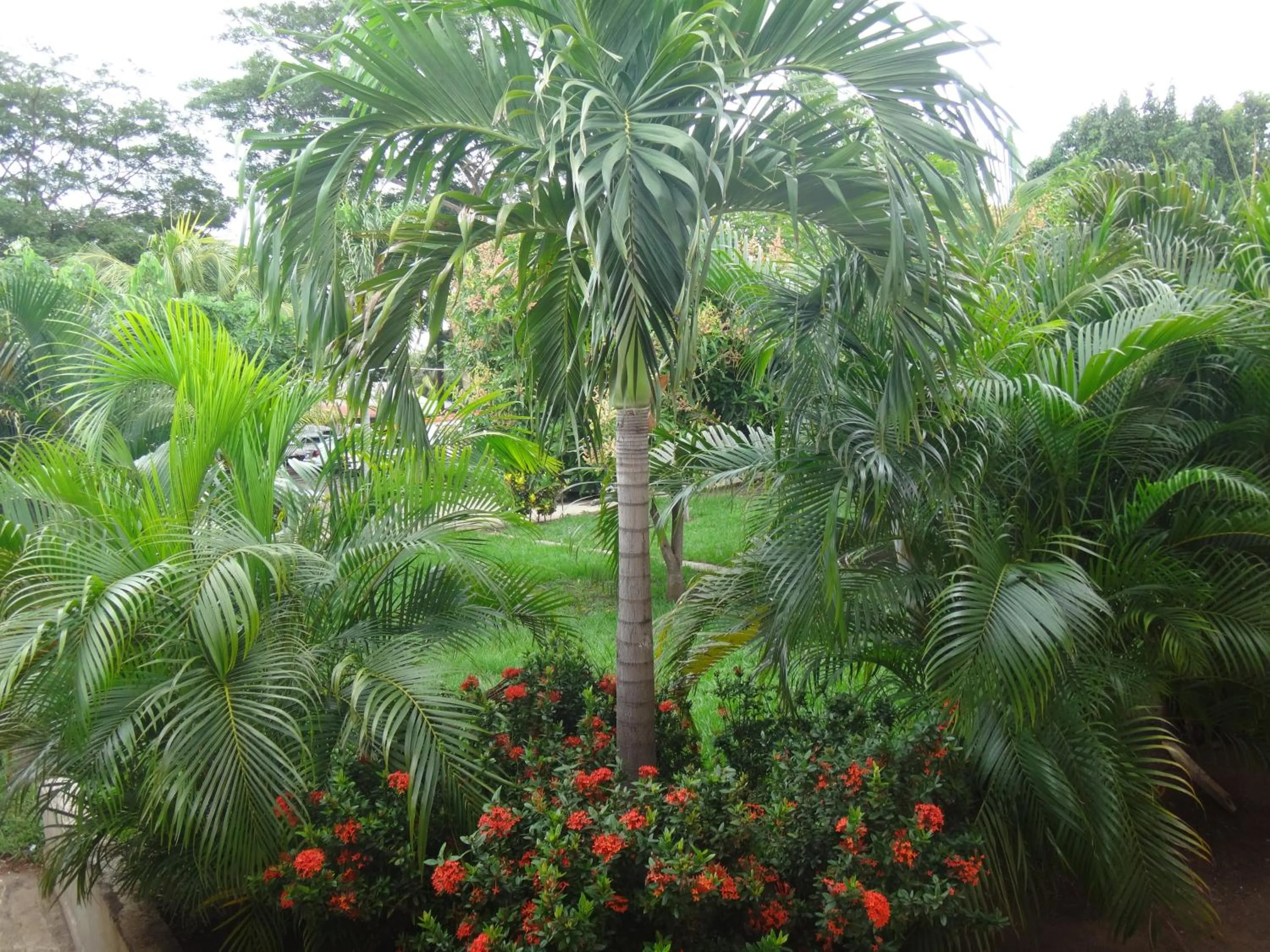 Patio in Hotel La Arboleda