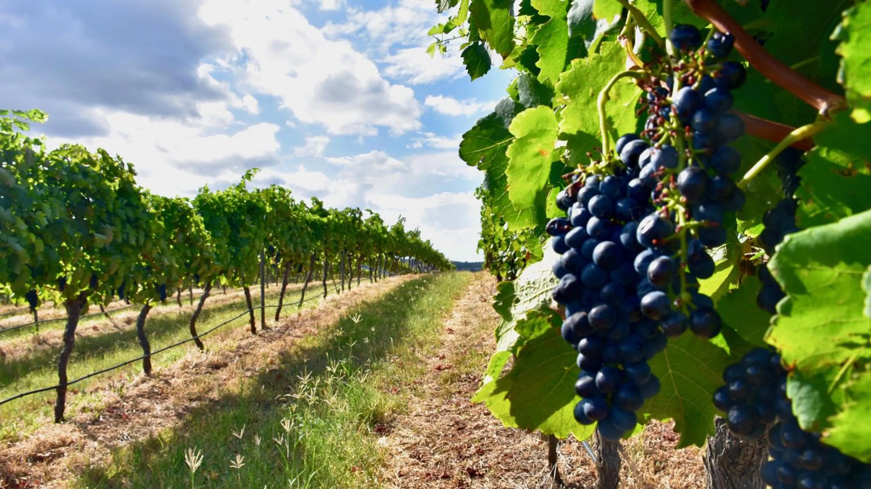 Hanging Tree Wines