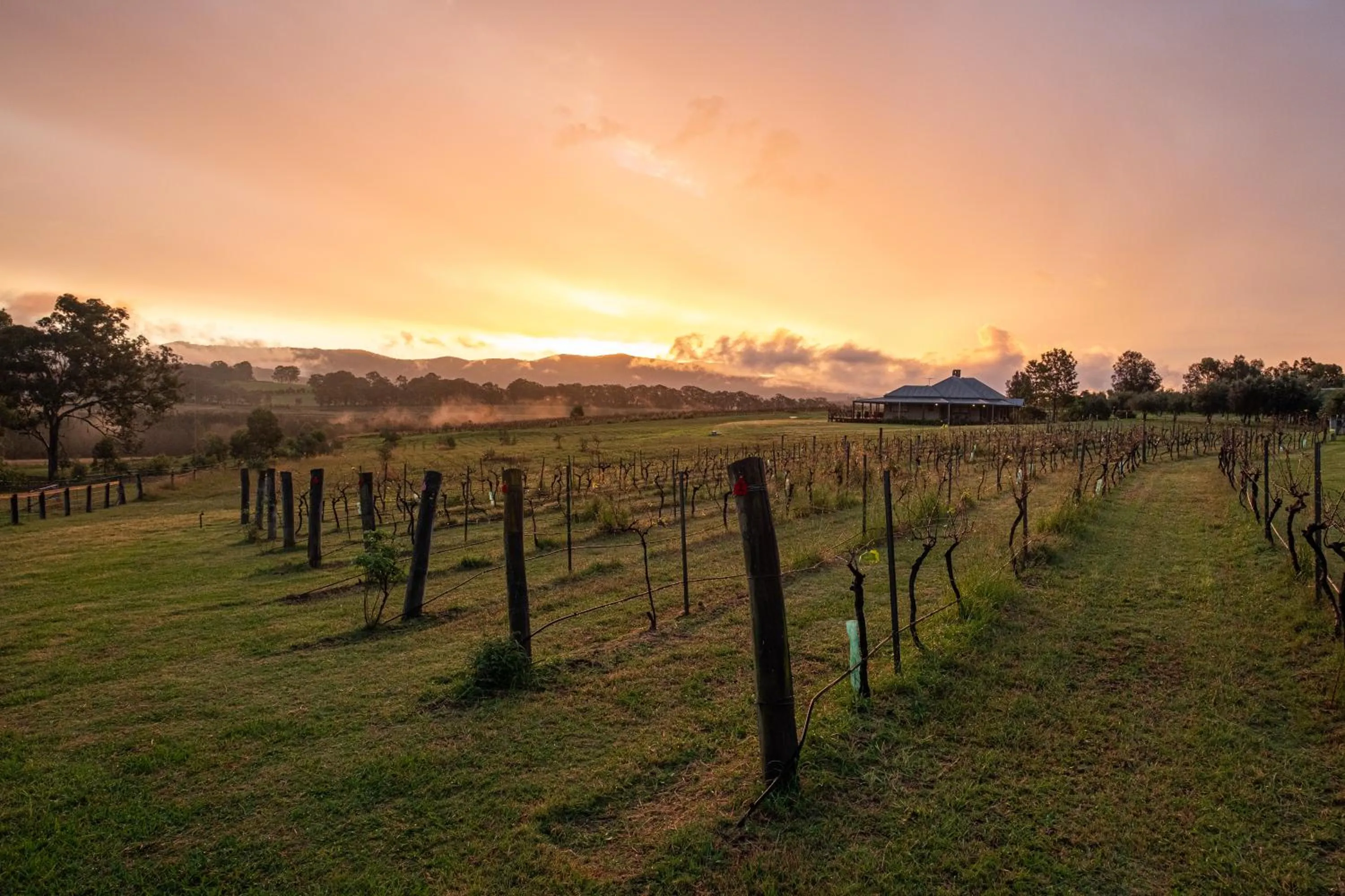 Hanging Tree Wines