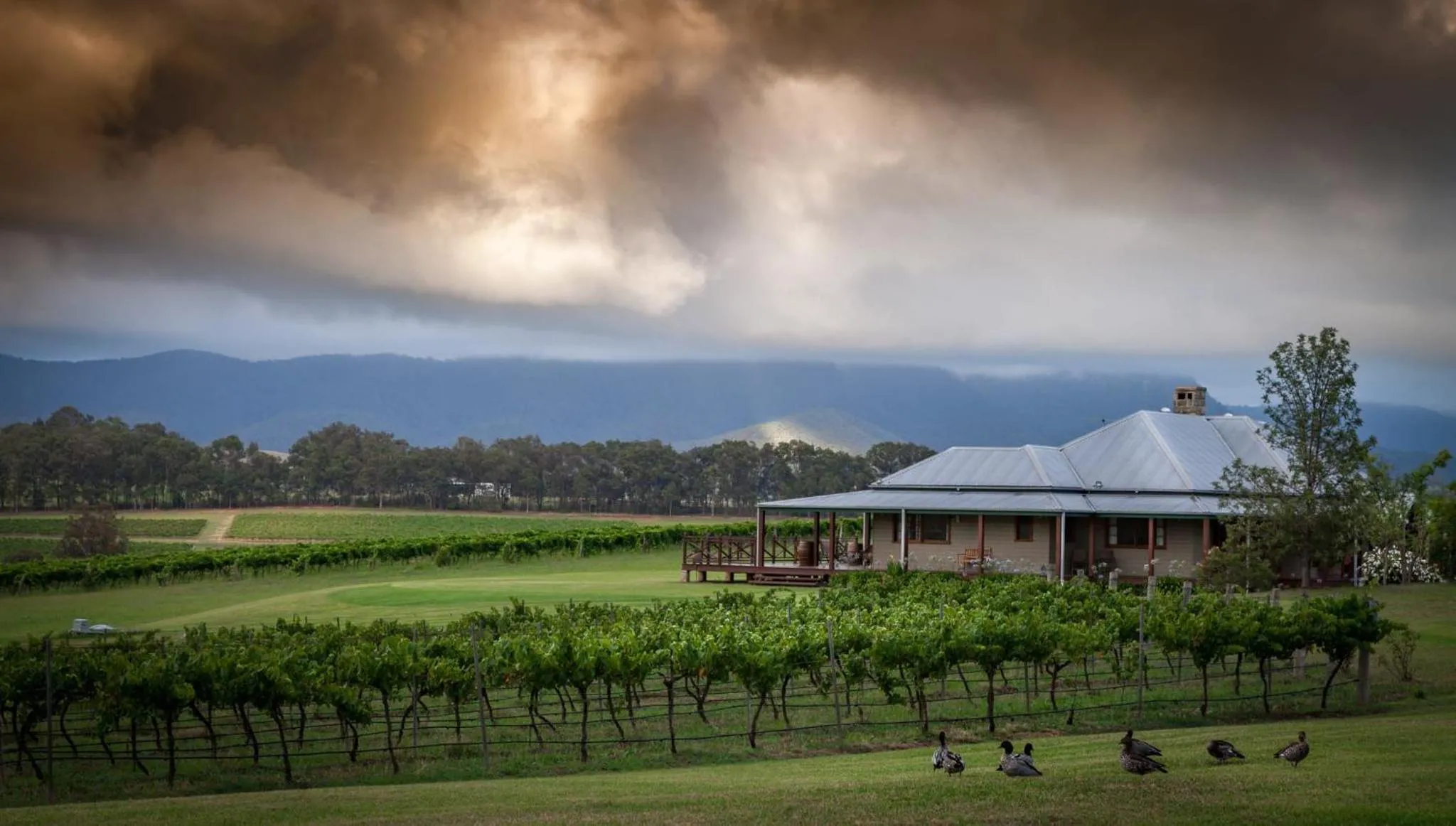 Hanging Tree Wines
