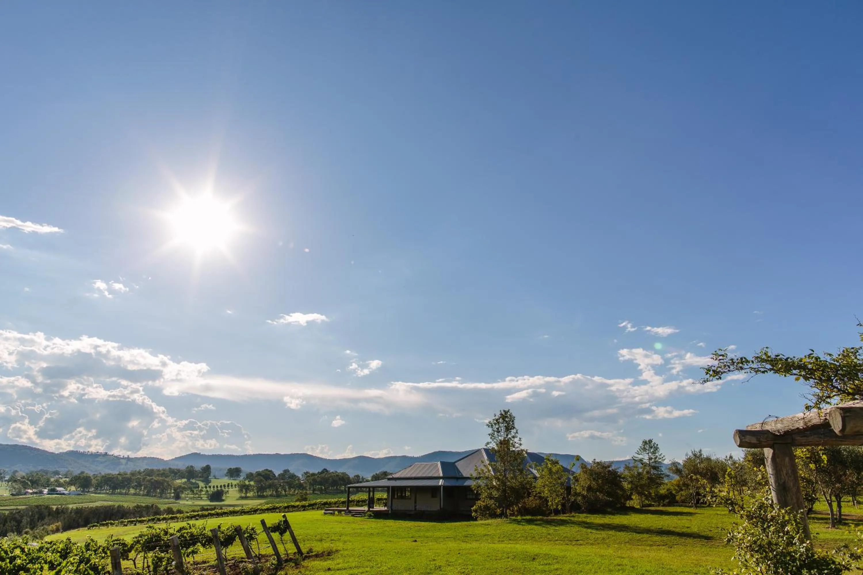 Hanging Tree Wines