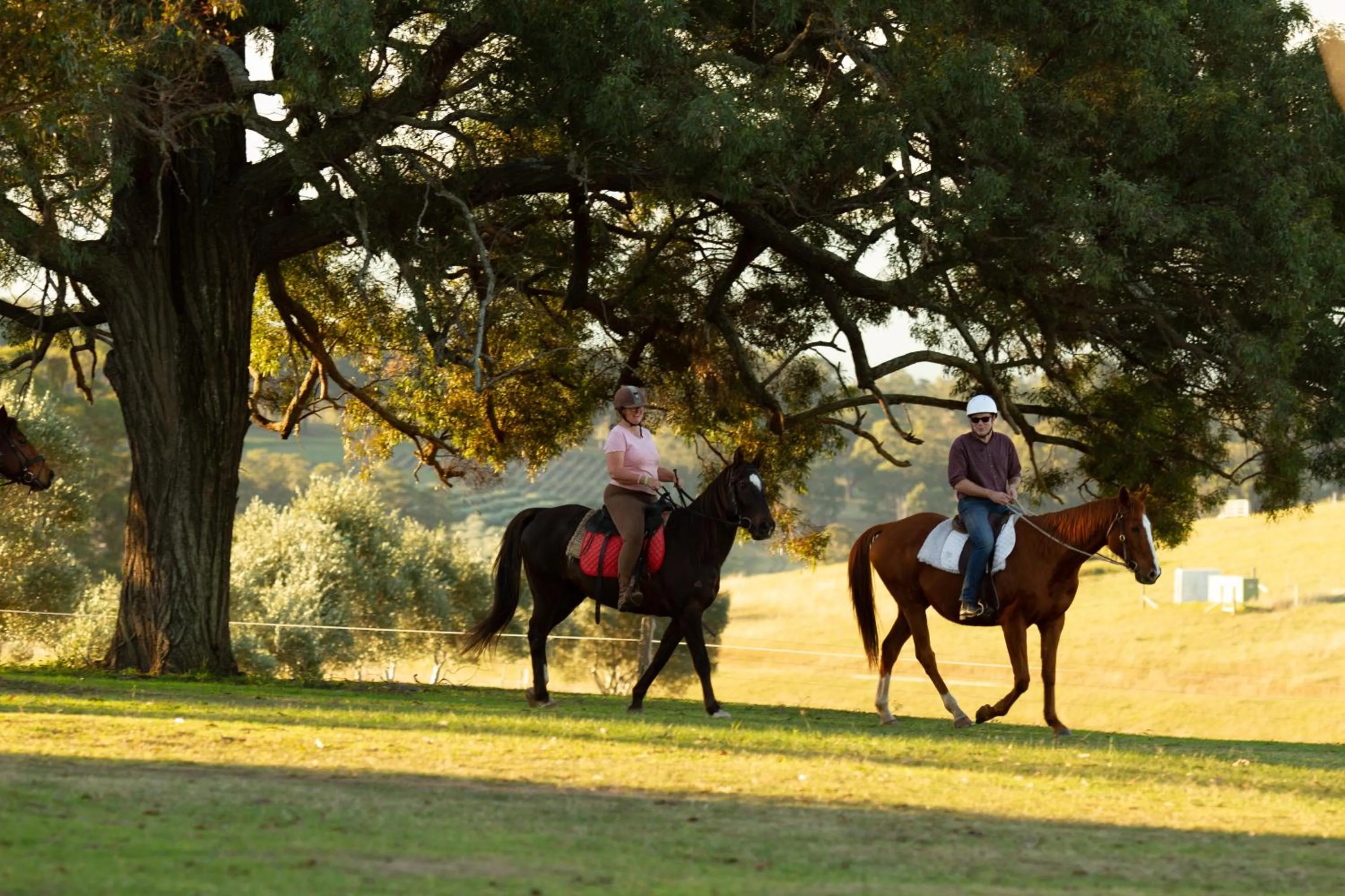 Hanging Tree Wines