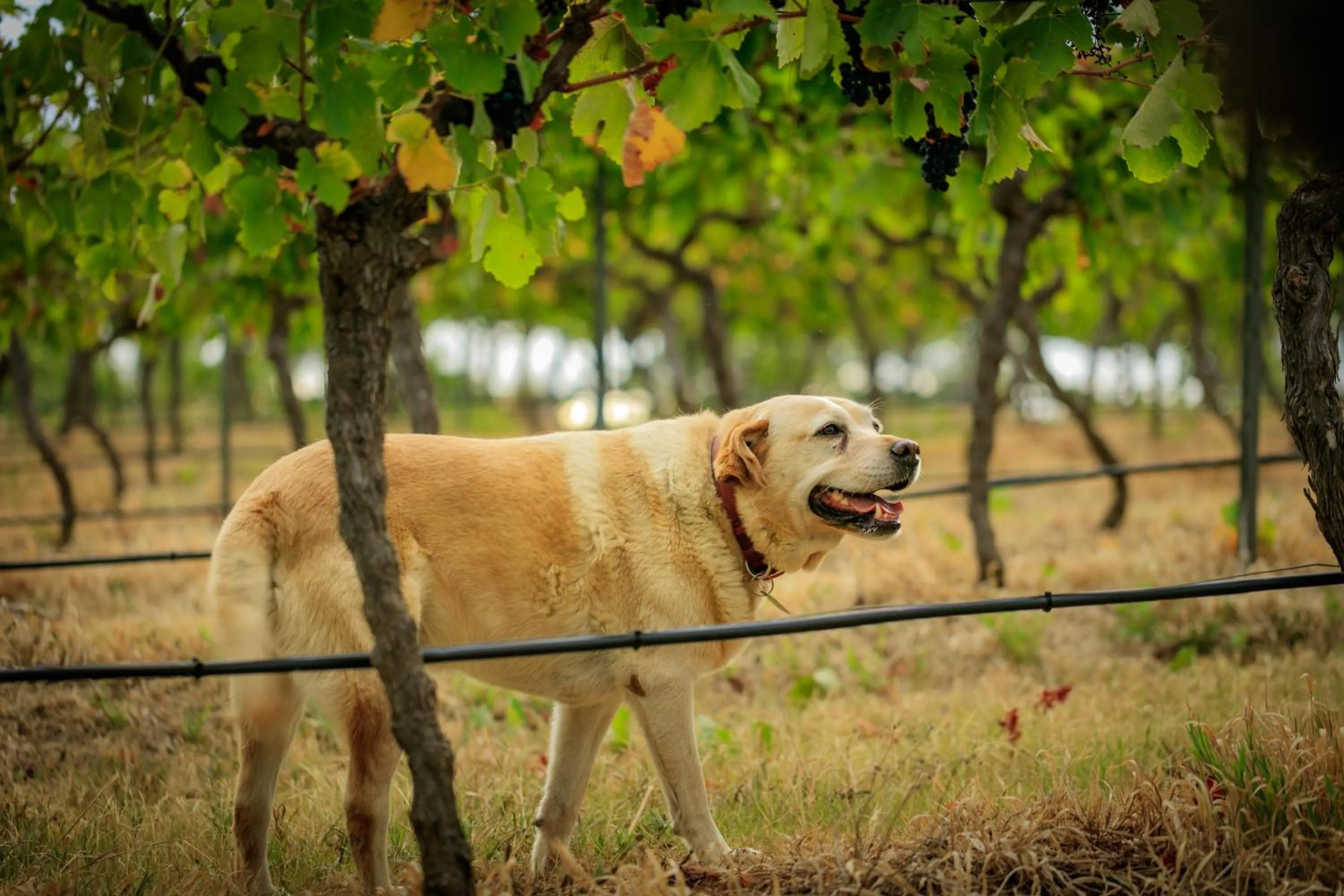 Hanging Tree Wines
