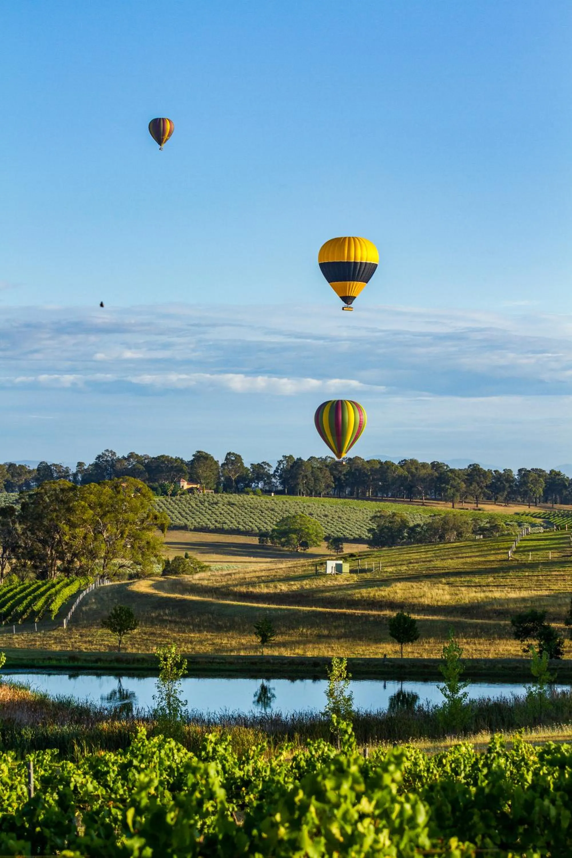Hanging Tree Wines