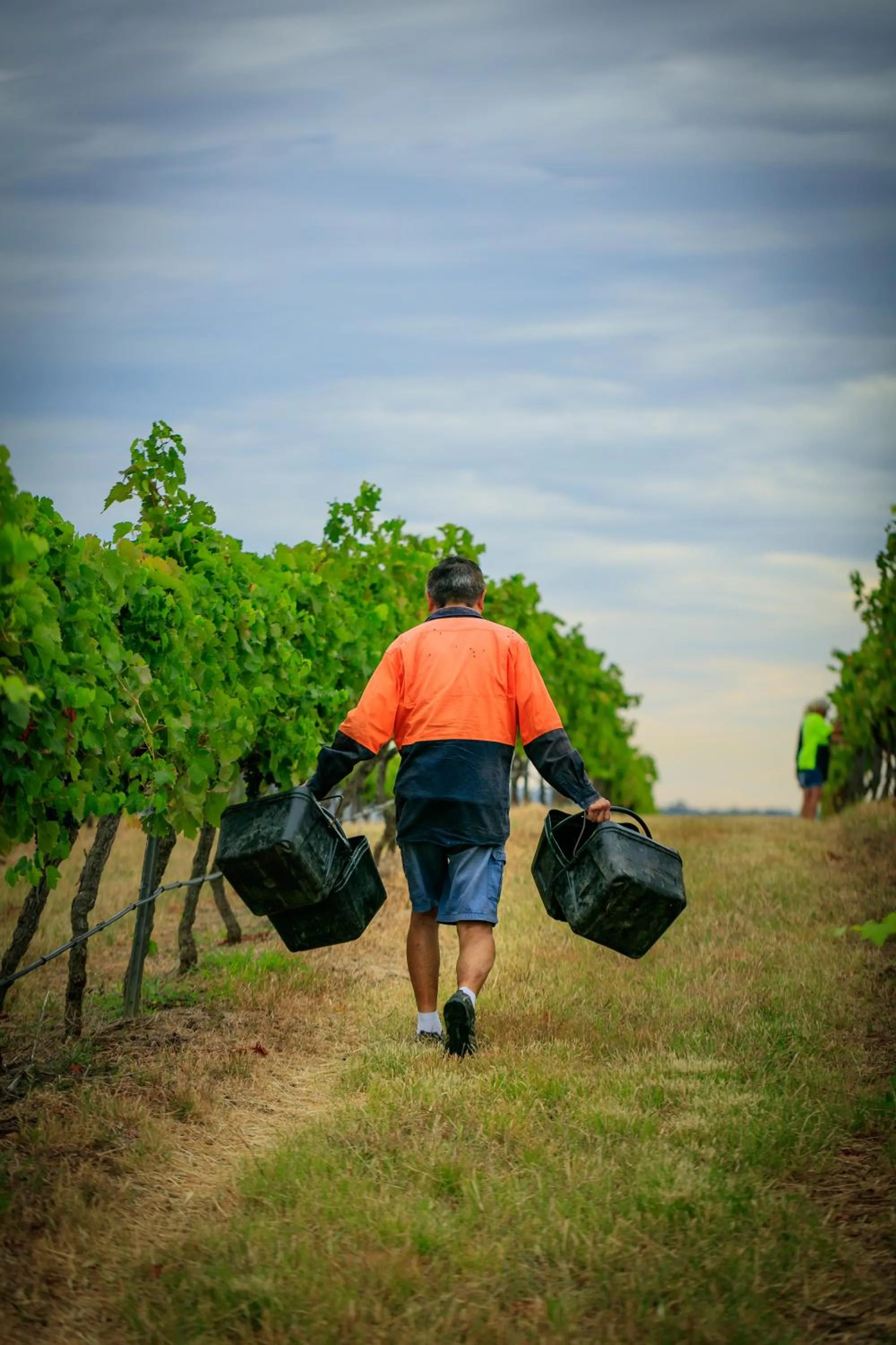 Hanging Tree Wines