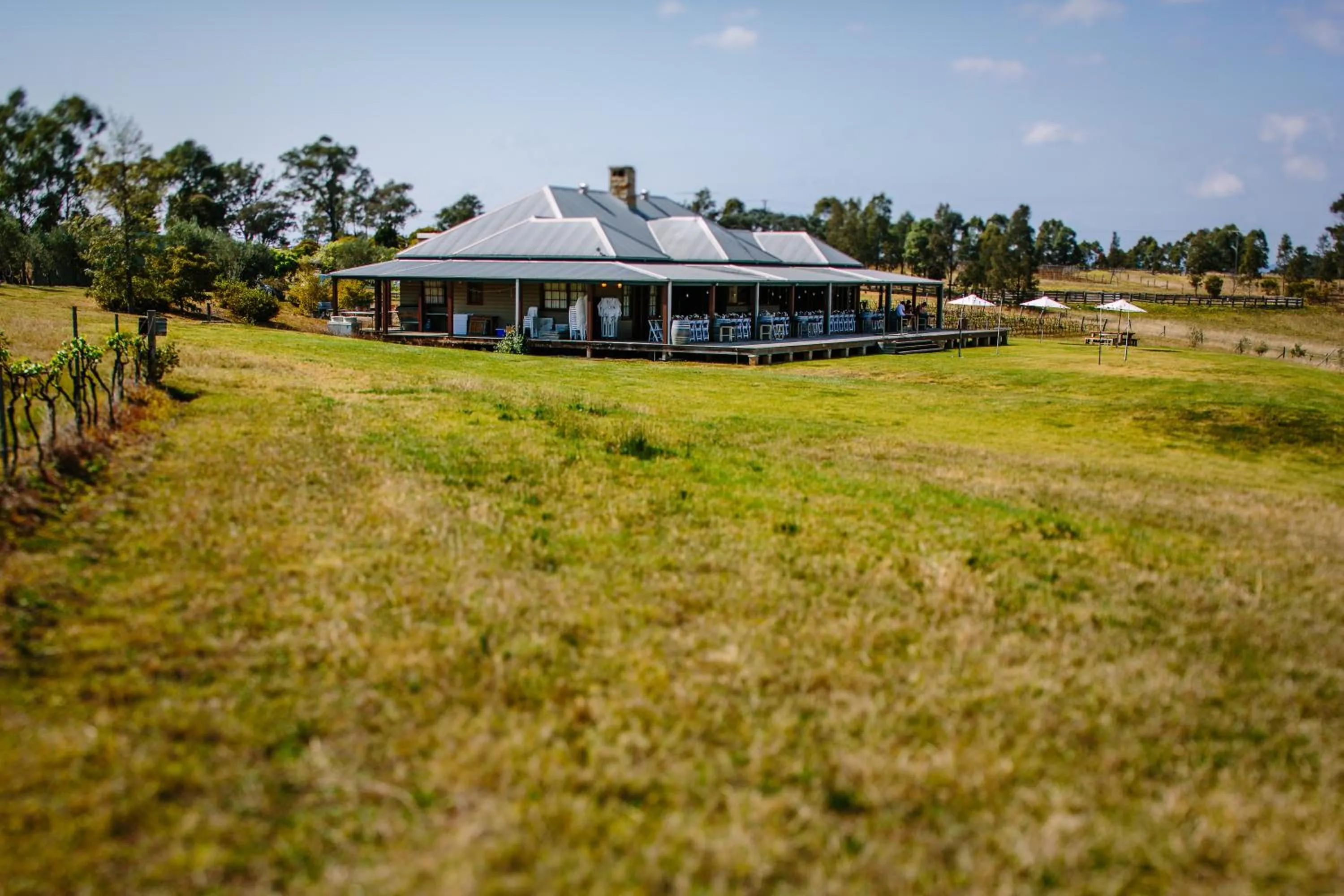 Hanging Tree Wines