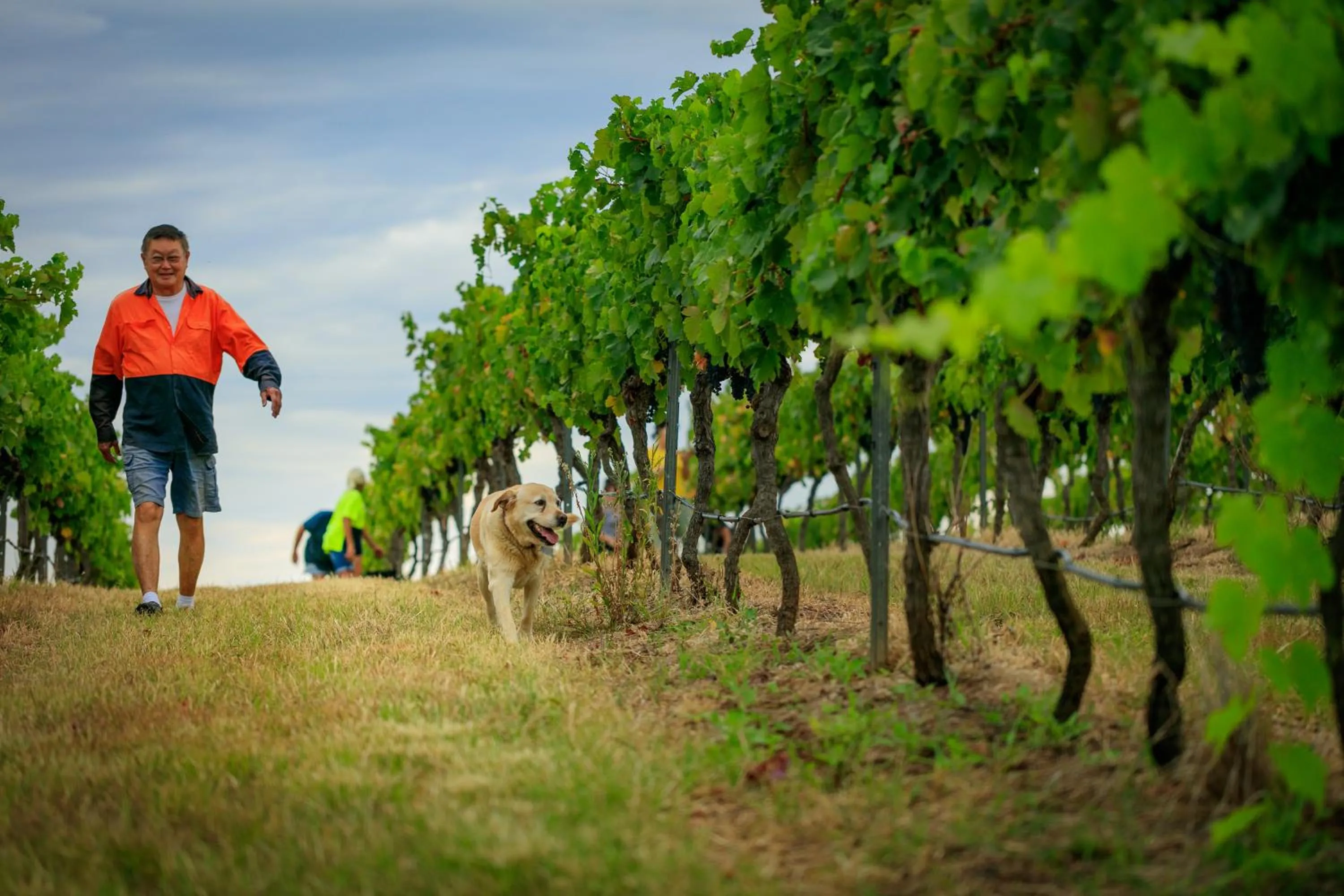 Hanging Tree Wines