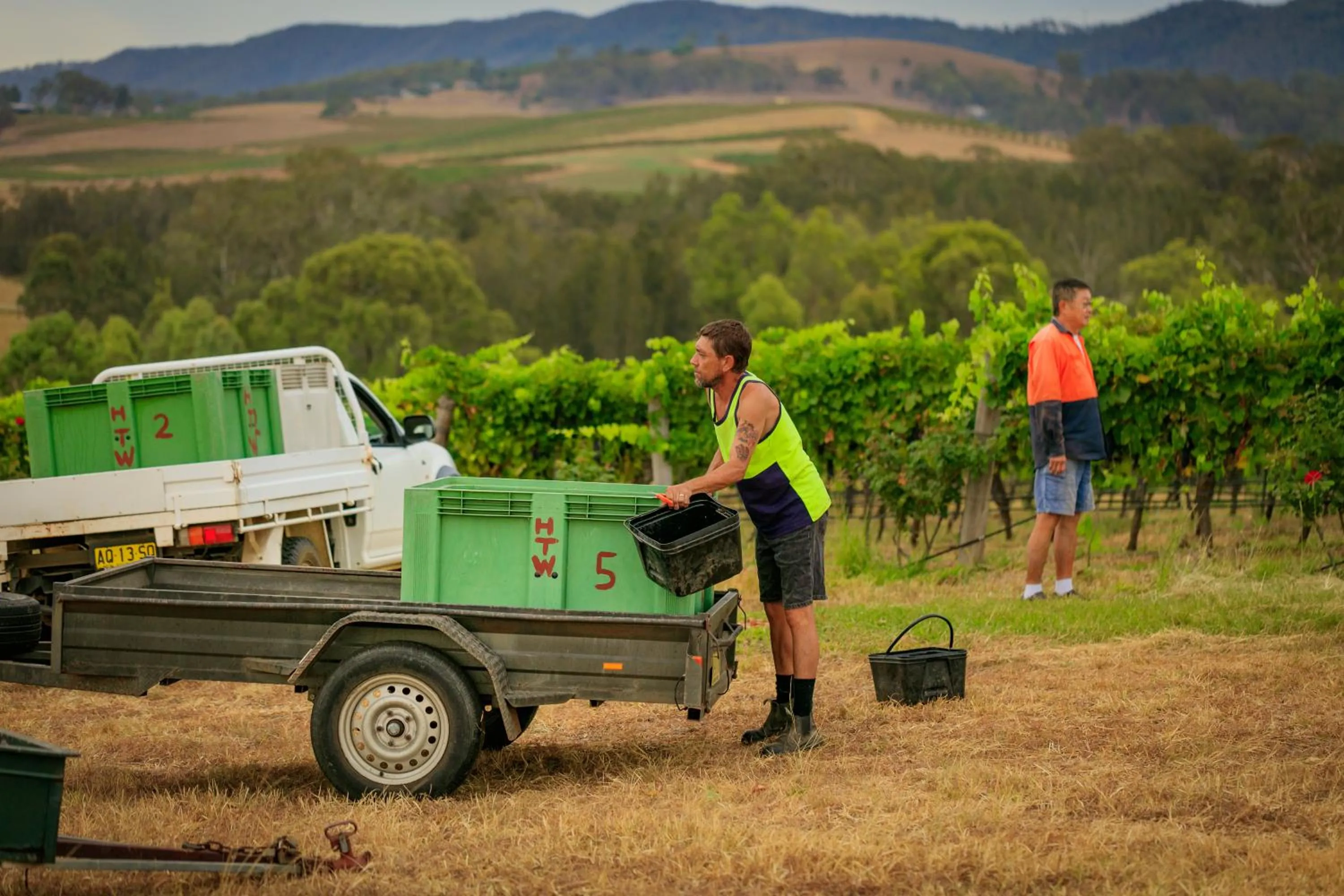 Hanging Tree Wines