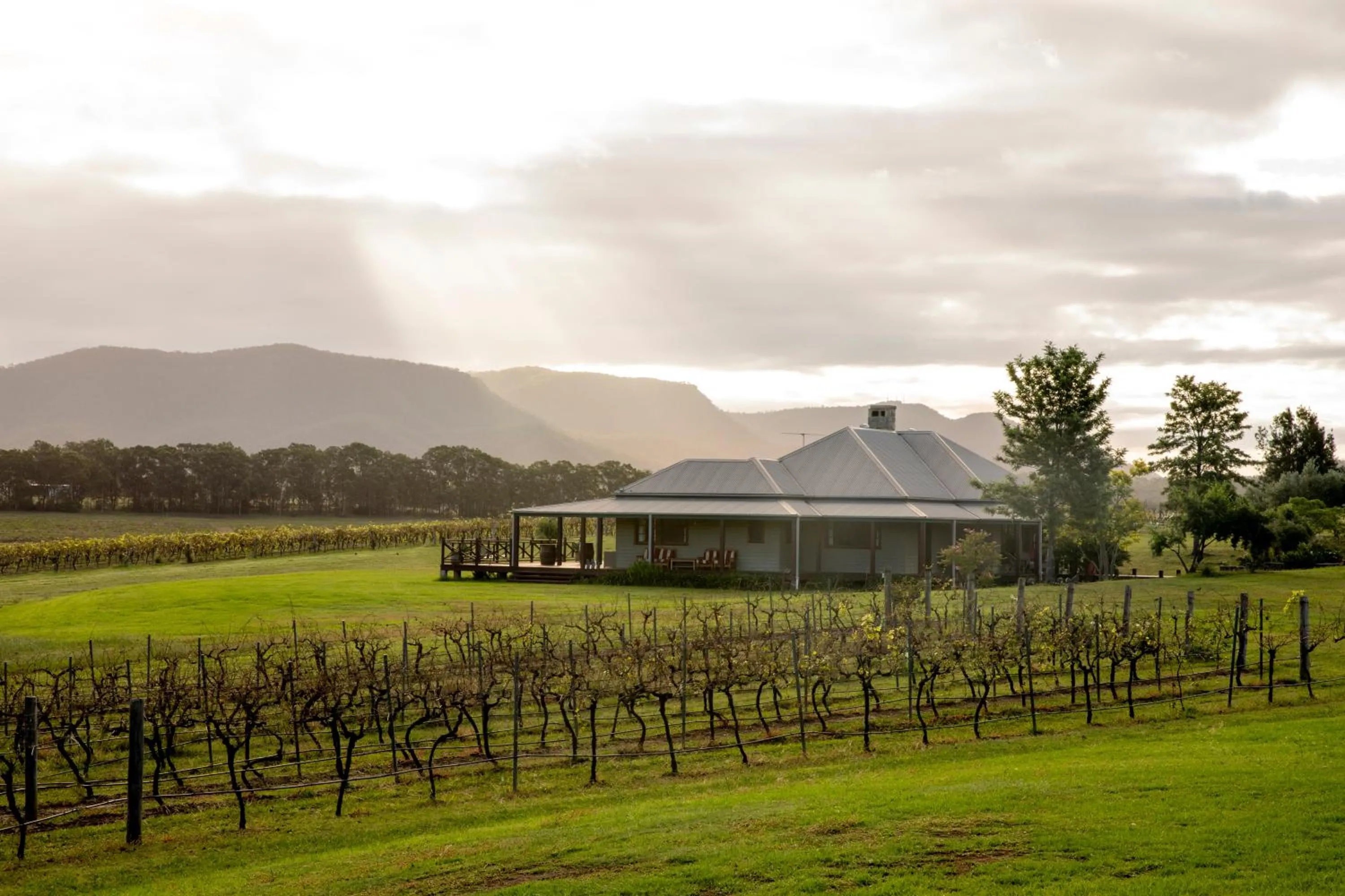 Hanging Tree Wines