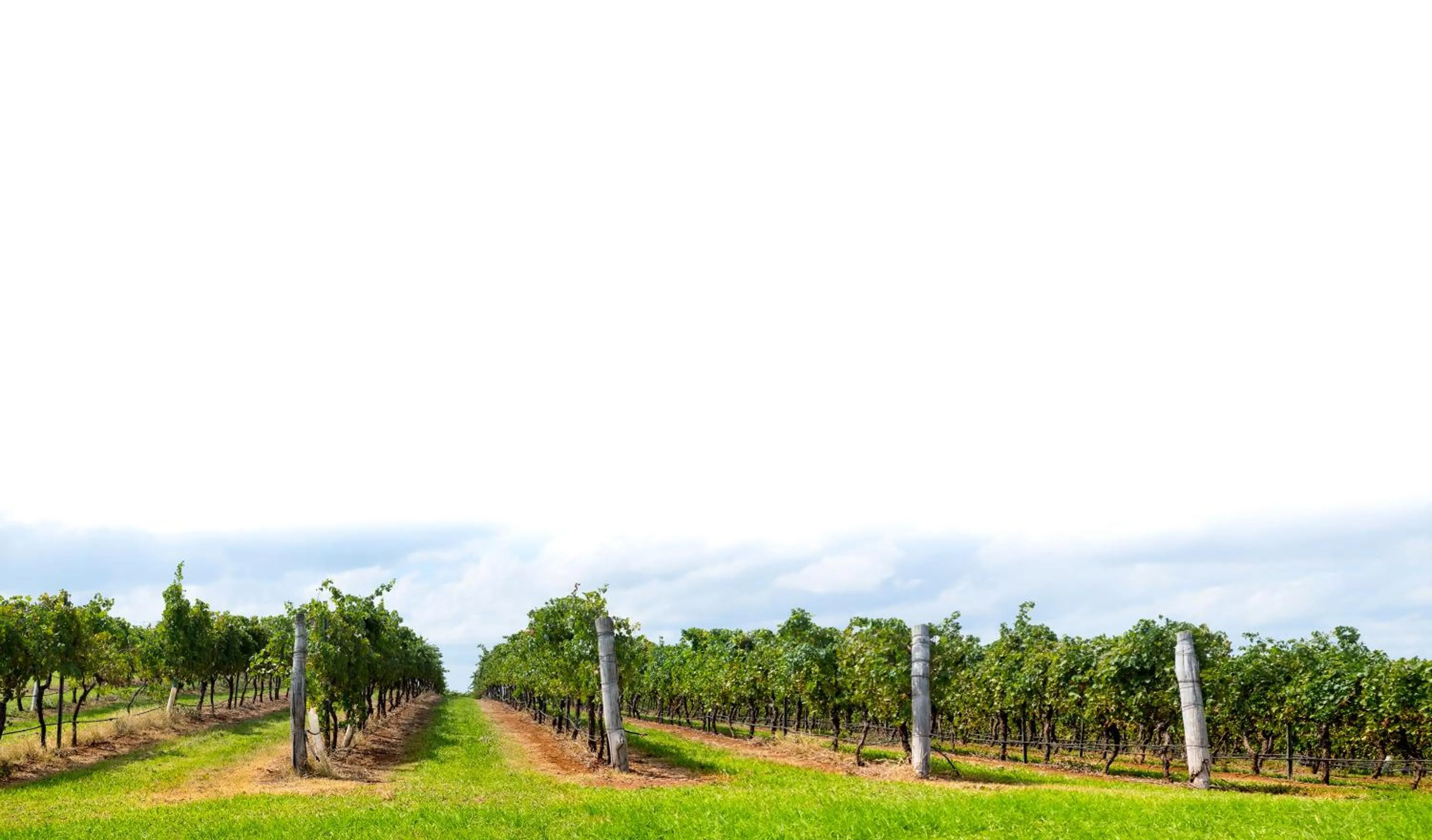 Hanging Tree Wines