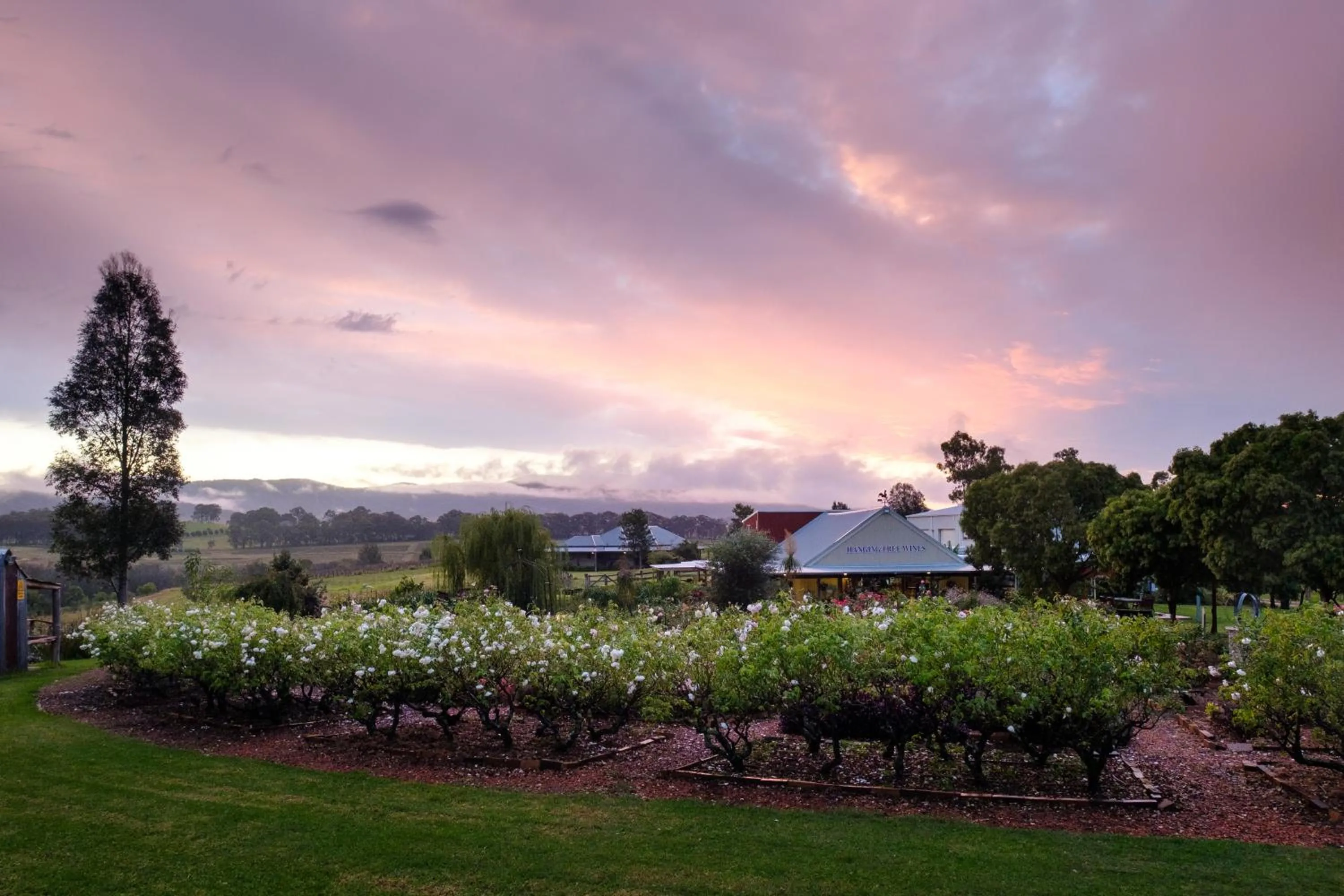 Hanging Tree Wines