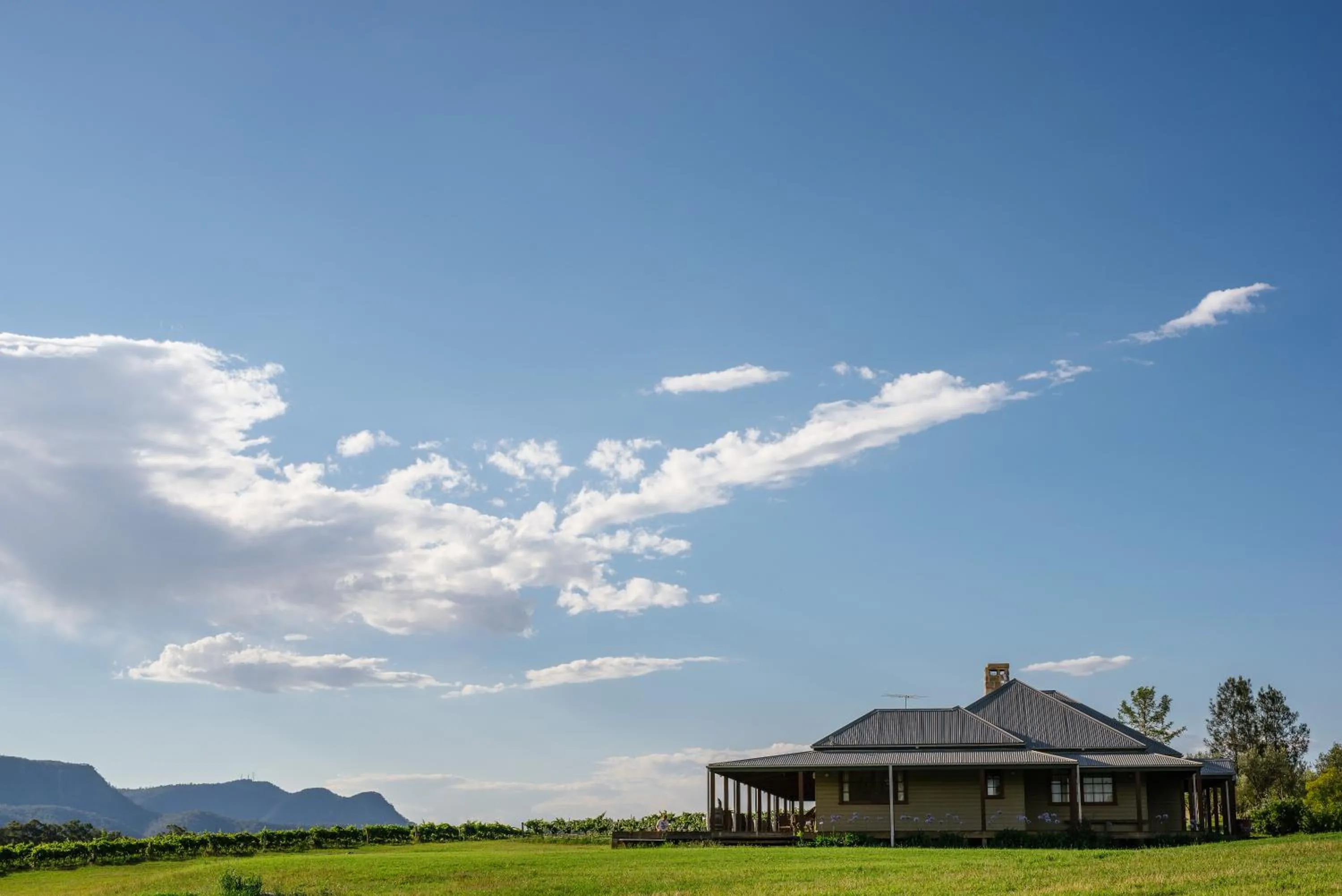 Hanging Tree Wines