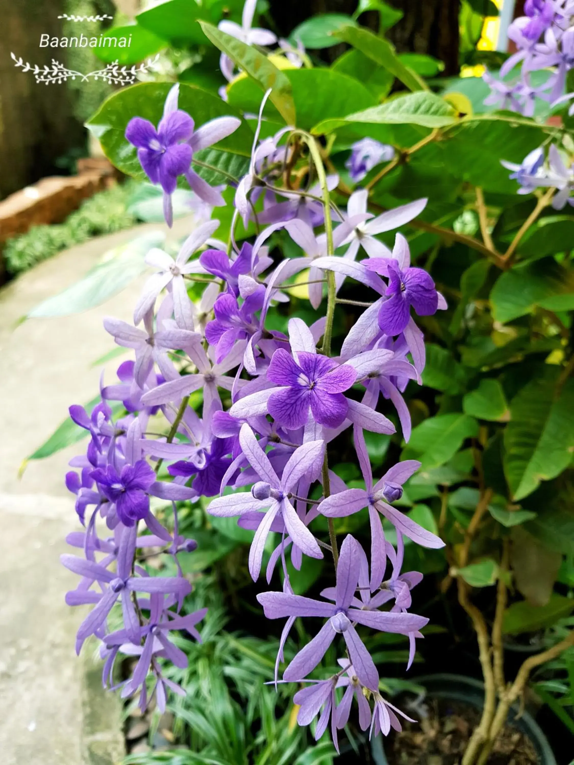 Garden view in Baan Baimai Boutique Room Garden view in Baan Baimai Boutique Room