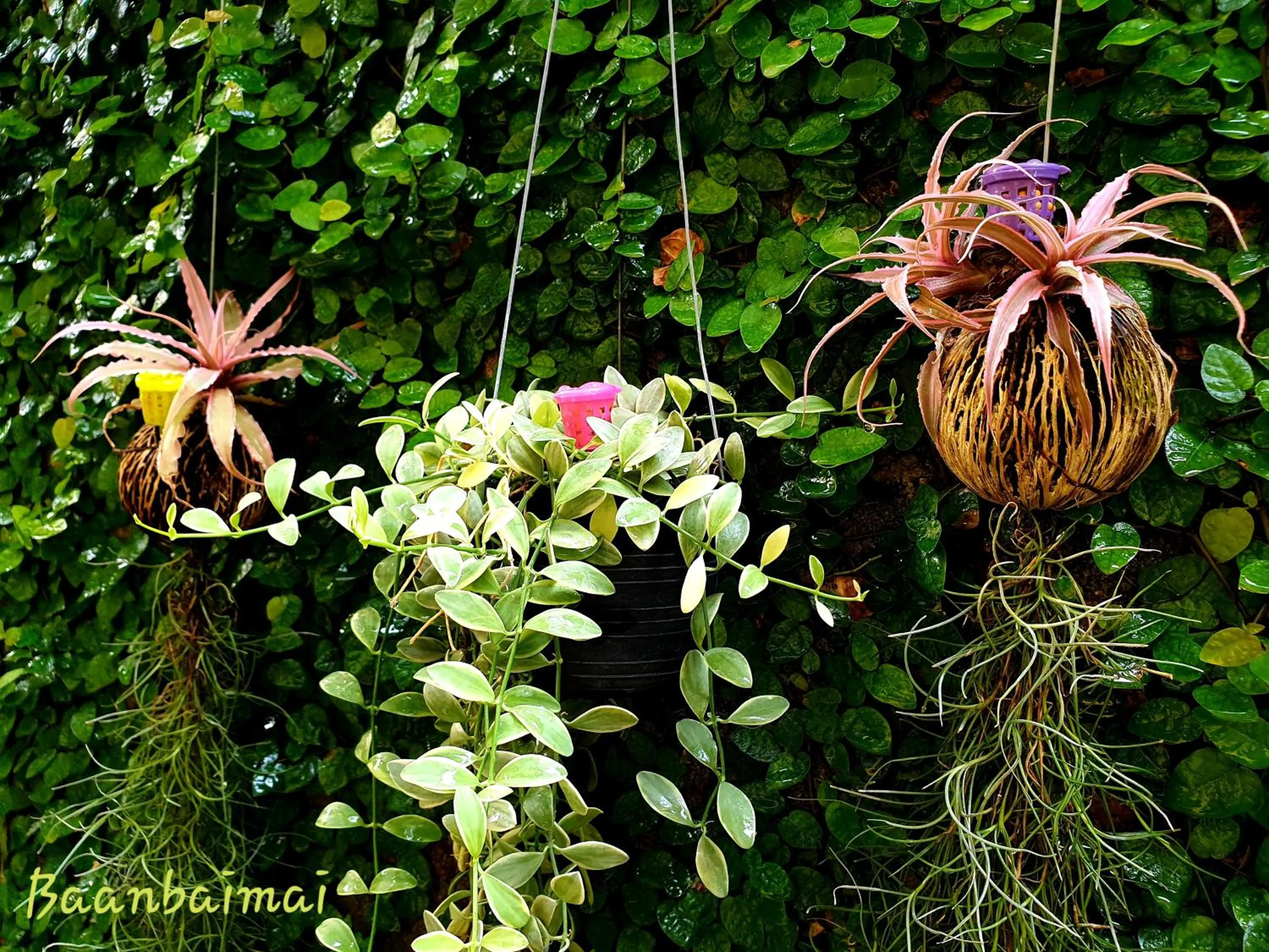 Garden view in Baan Baimai Boutique Room
