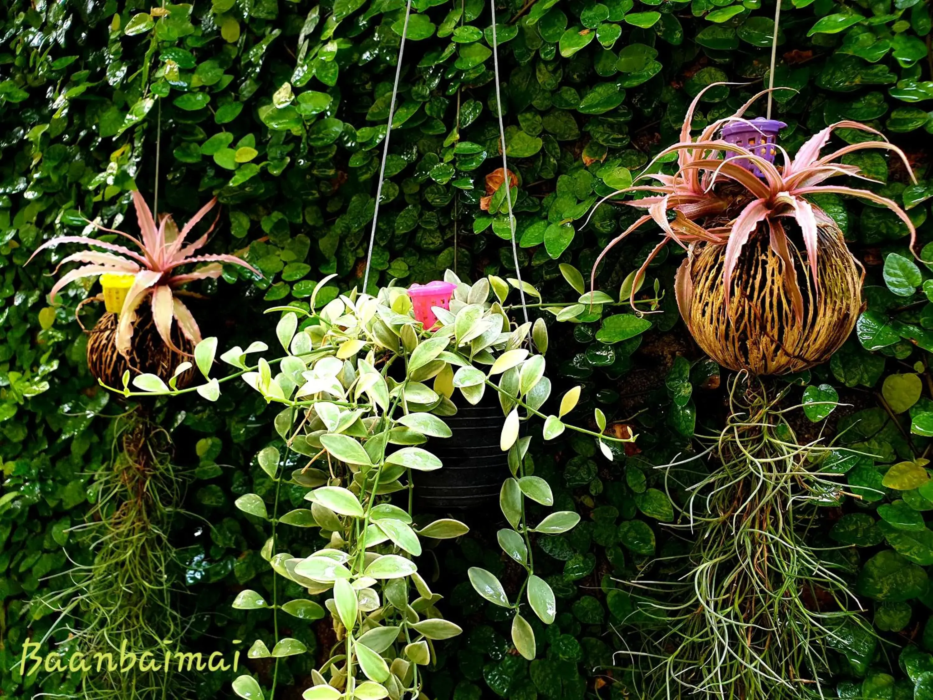 Garden view in Baan Baimai Boutique Room Garden view in Baan Baimai Boutique Room