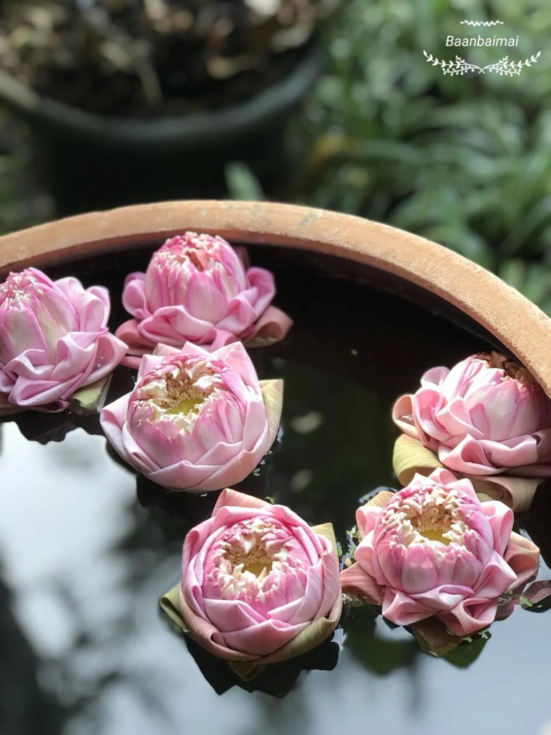Garden view in Baan Baimai Boutique Room