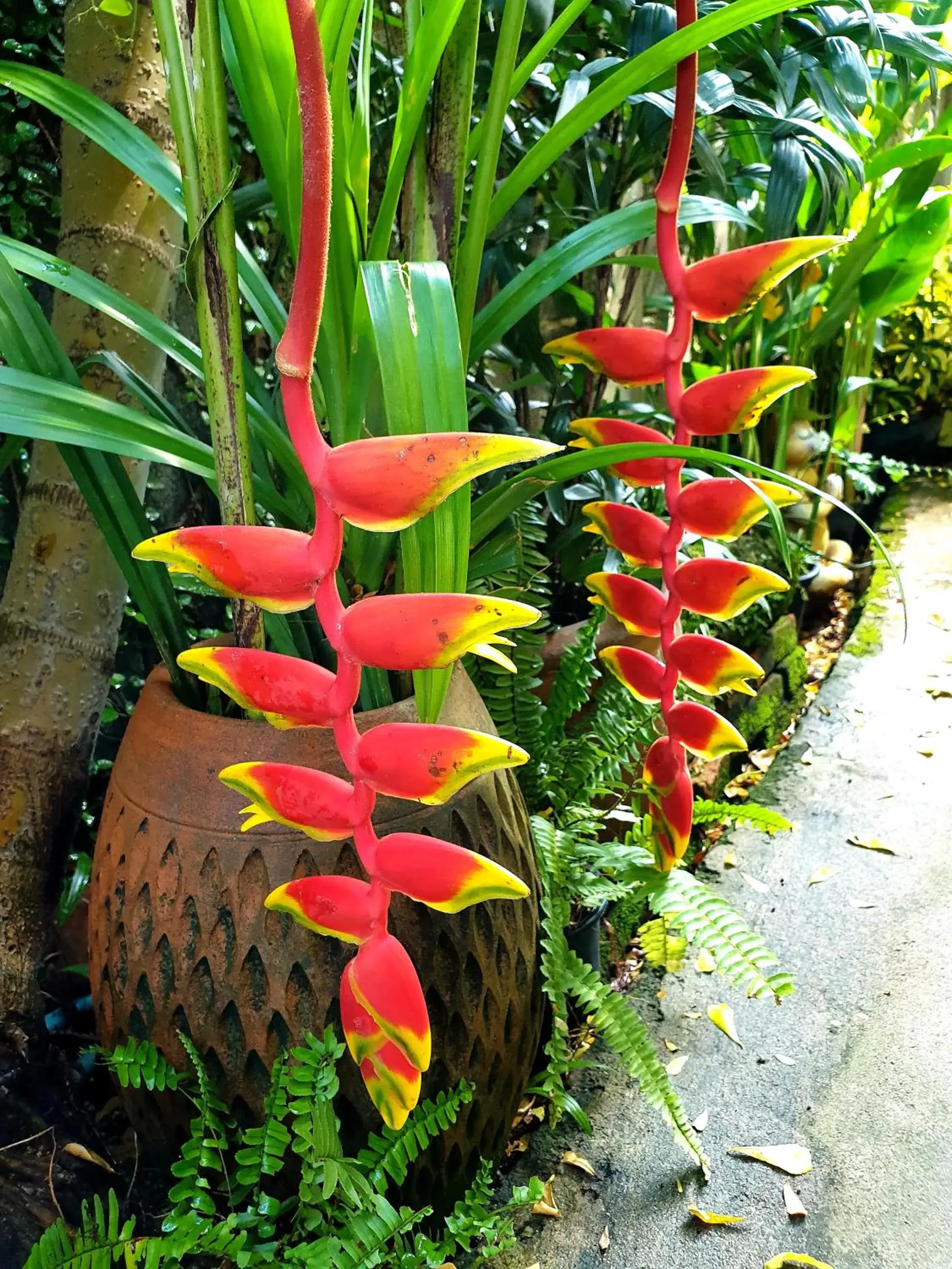 Natural landscape in Baan Baimai Boutique Room Natural landscape in Baan Baimai Boutique Room