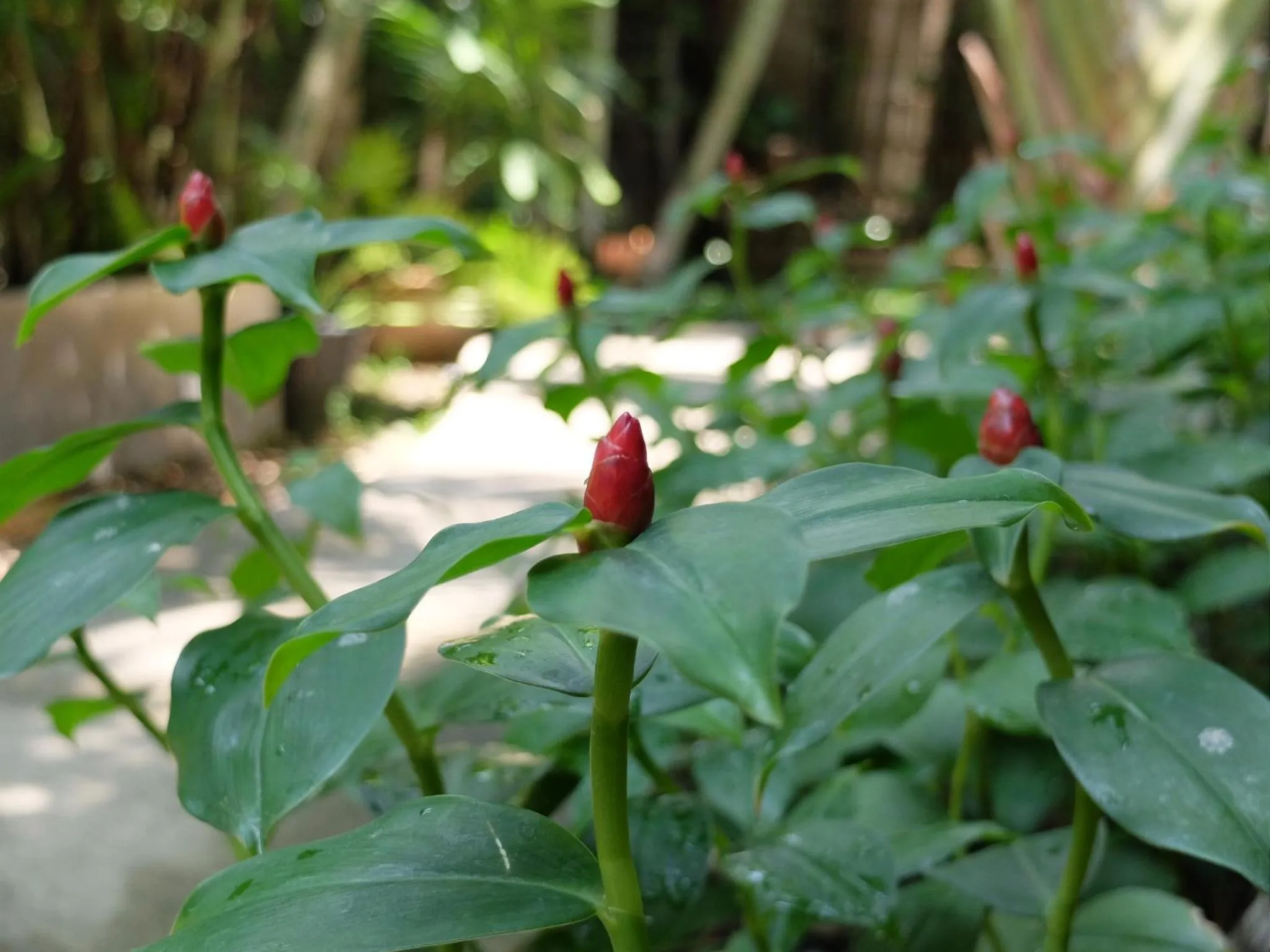 Baan Baimai Boutique Room