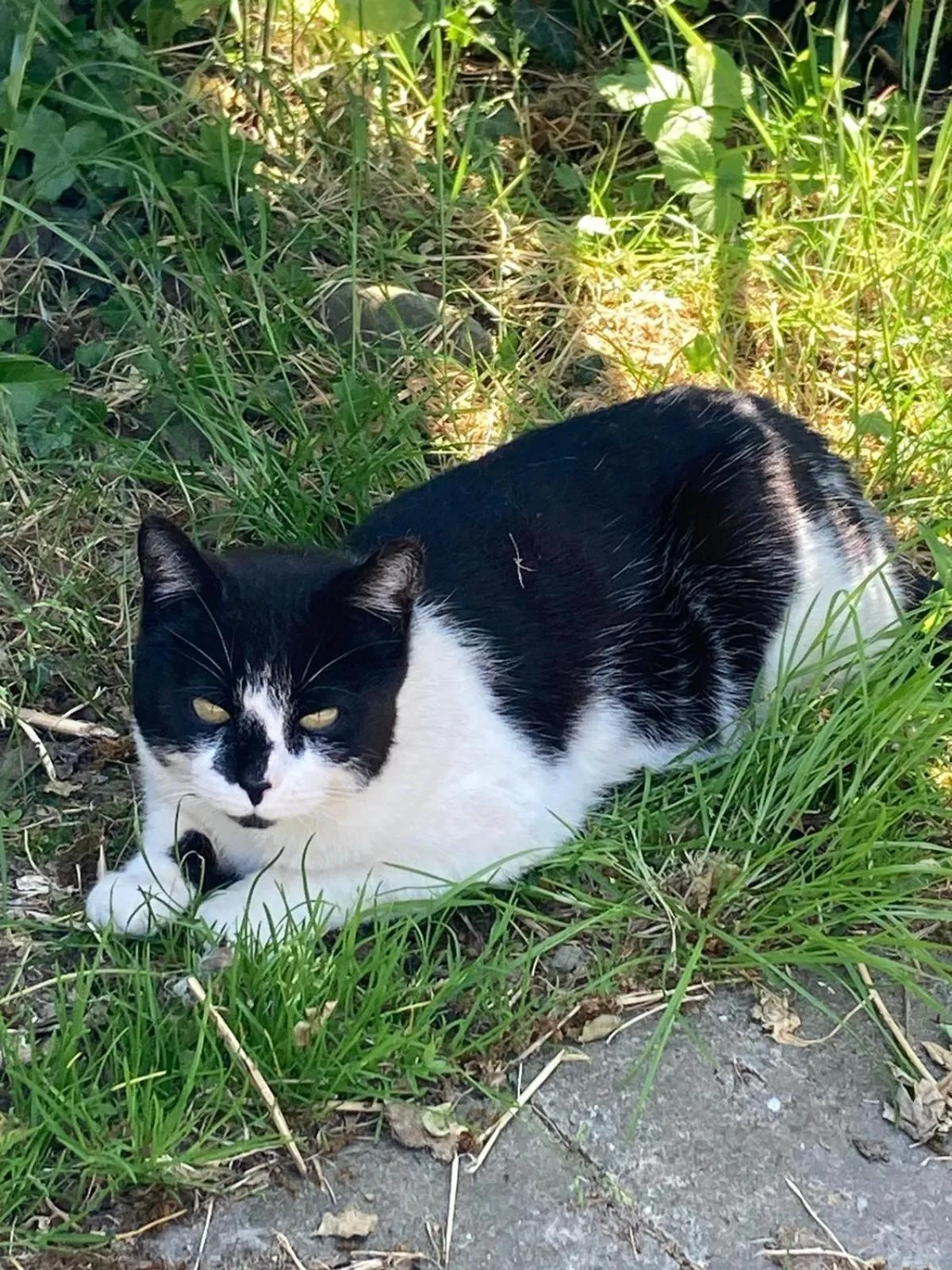 Pets in Wohnungen unter Reet